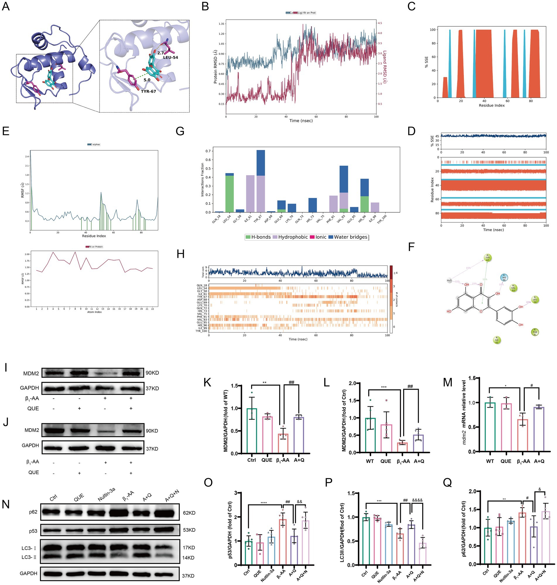 Panels A-H: Molecular dynamics simulations of quercetin-MDM2 interactions, including binding sites, RMSD, SSE distribution, RMSF, and interaction analysis. Panels I-J: MDM2 protein levels in mice and H9c2 cells. Panels K-L: MDM2 statistical analysis. Panel M: MDM2 mRNA levels. Panel N: LC3 and p62 levels with Nutlin-3a inhibitor. Panels O-Q: p53, LC3, and p62 expression statistics. Data show significance versus control and treatment groups.