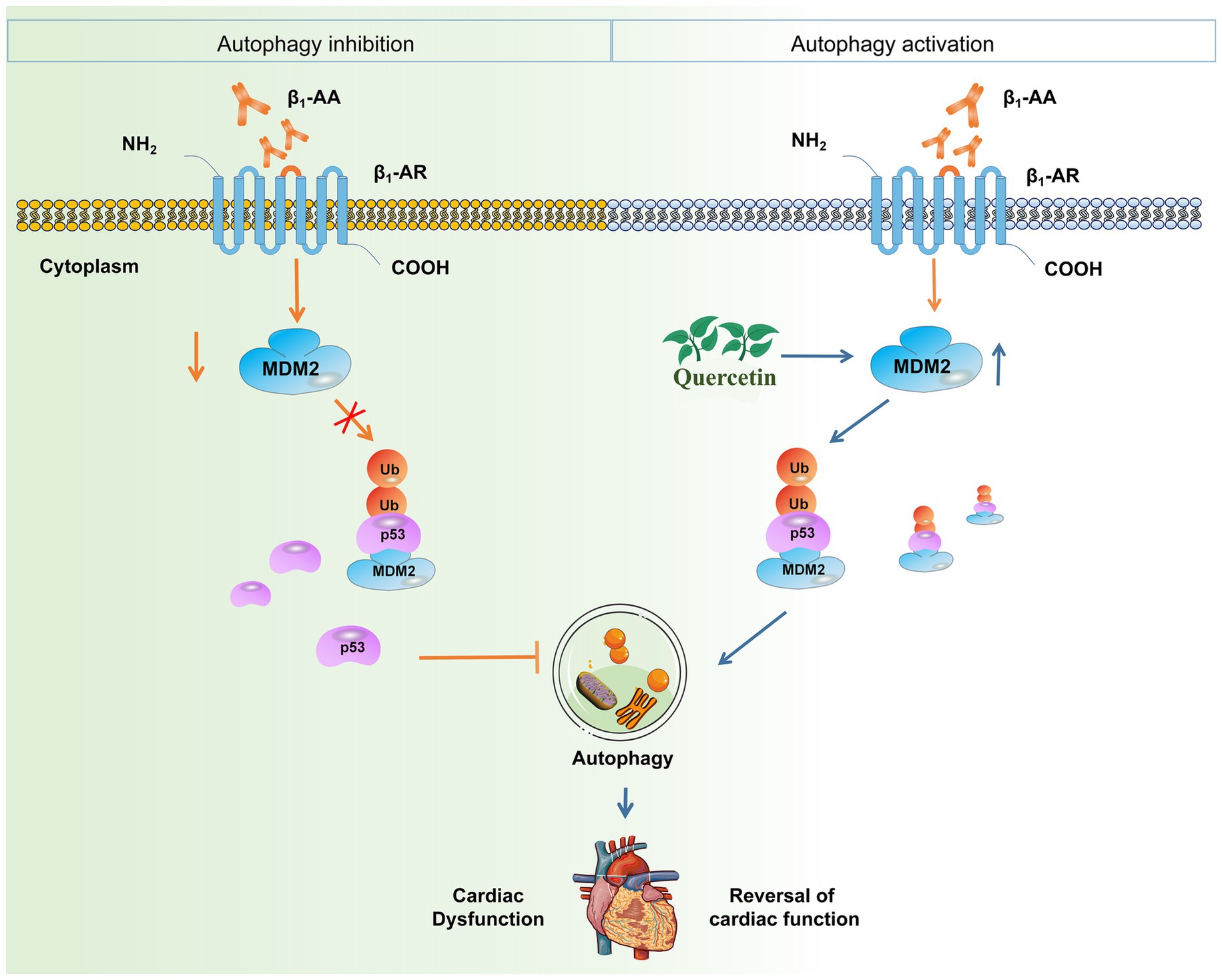 Diagram illustrating the mechanism by which quercetin counteracts β1-AA-induced heart failure. Left: β1-AR activation impairs autophagy and causes cardiac dysfunction. Right: Quercetin upregulates MDM2, promoting p53 ubiquitination and degradation, which relieves p53-mediated autophagy inhibition, restores autophagic flux, and provides cardioprotection.