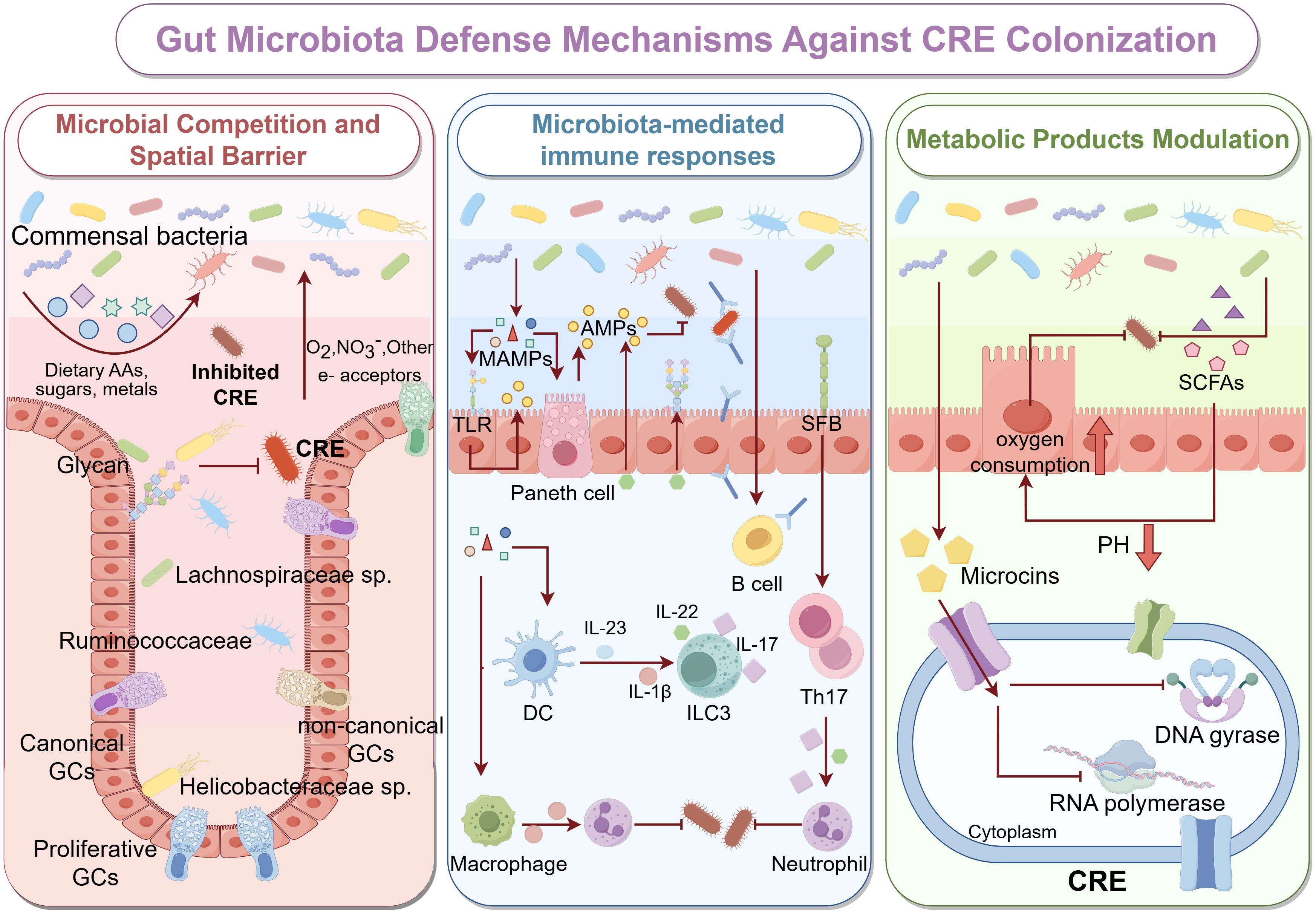 Illustration of gut microbiota defense mechanisms against CRE colonization divided into three sections: 1) Microbial competition and spatial barrier, showing commensal bacteria inhibiting CRE using dietary components. 2) Microbiota-mediated immune responses, highlighting cells like Paneth, B, and macrophages interacting through pathways like AMPs and MAMPs. 3) Metabolic products modulation, focusing on oxygen consumption, microcins, and effects on CRE through RNA polymerase and DNA gyrase targeting. Each section displays interactions between gut microbes, immune cells, and metabolic processes.