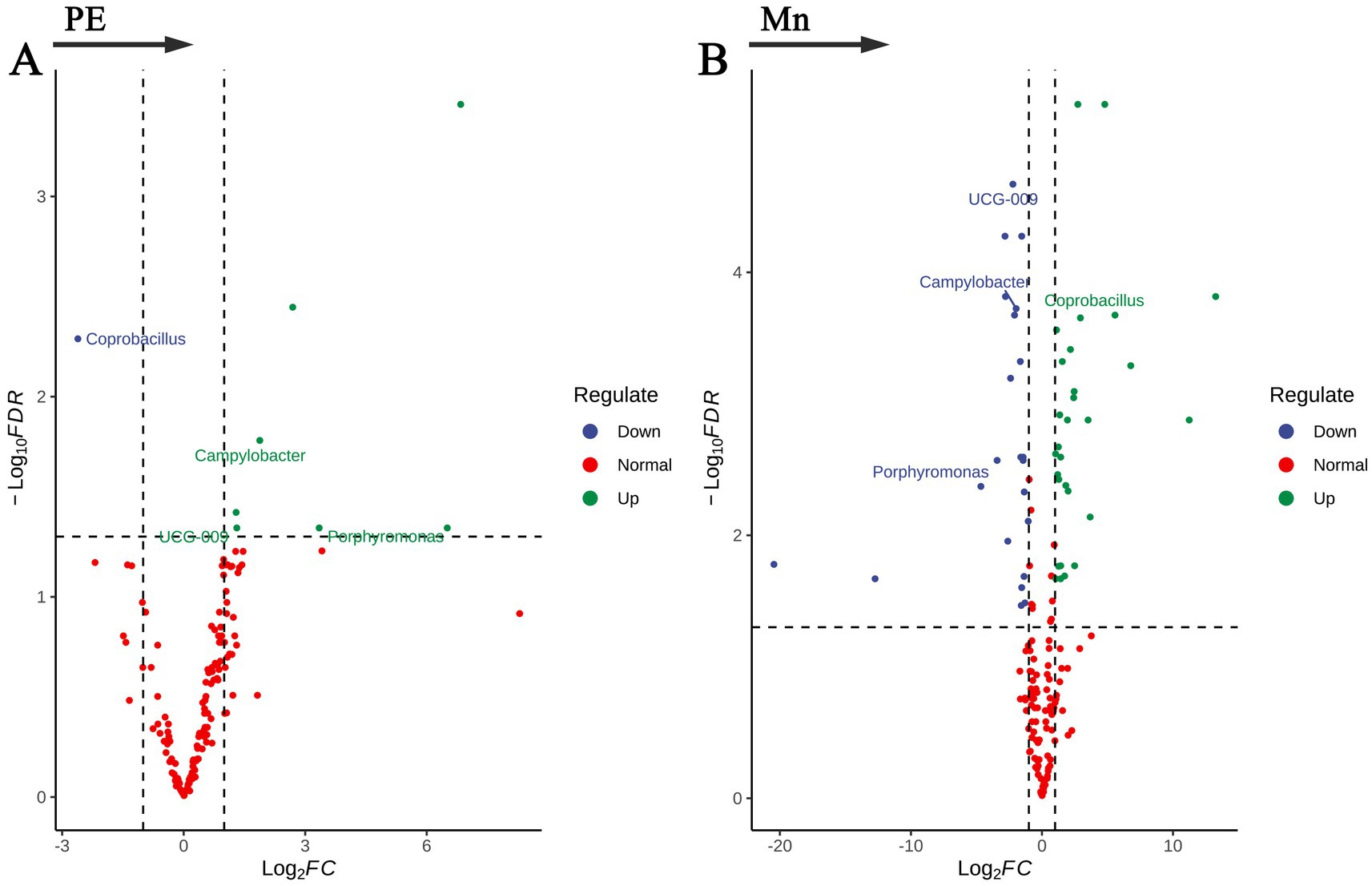 Volcano plots A and B display microbial regulation differences indicated by Log₂FC against -Log₁₀FDR, with dashed lines marking thresholds. Plot A (PE) highlights microbiota such as Coprobacillus and Campylobacter with differential regulation: up-regulated (green), down-regulated (blue), and normal (red). Plot B (Mn) similarly shows microbial changes, including Porphyromonas, with data points marked according to the same color scheme. Arrows labeled PE and Mn denote the direction of comparison for each plot.