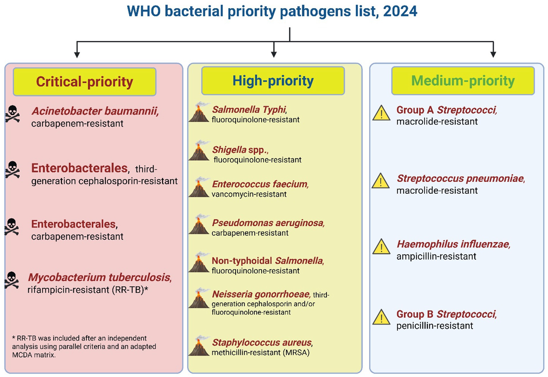 WHO bacterial priority pathogens list for 2024 categorized by urgency. Critical-priority includes Acinetobacter baumannii, carbapenem-resistant; Enterobacterales, resistant to third-generation cephalosporin and carbapenem; Mycobacterium tuberculosis, rifampicin-resistant. High-priority features Salmonella Typhi, Shigella spp., fluoroquinolone-resistant; Enterococcus faecium, vancomycin-resistant; Pseudomonas aeruginosa, carbapenem-resistant; non-typhoidal Salmonella, Neisseria gonorrhoeae, third-generation cephalosporin/fluoroquinolone-resistant; Staphylococcus aureus, methicillin-resistant. Medium-priority includes macrolide-resistant Group A Streptococci, Streptococcus pneumoniae; ampicillin-resistant Haemophilus influenzae; penicillin-resistant Group B Streptococci.