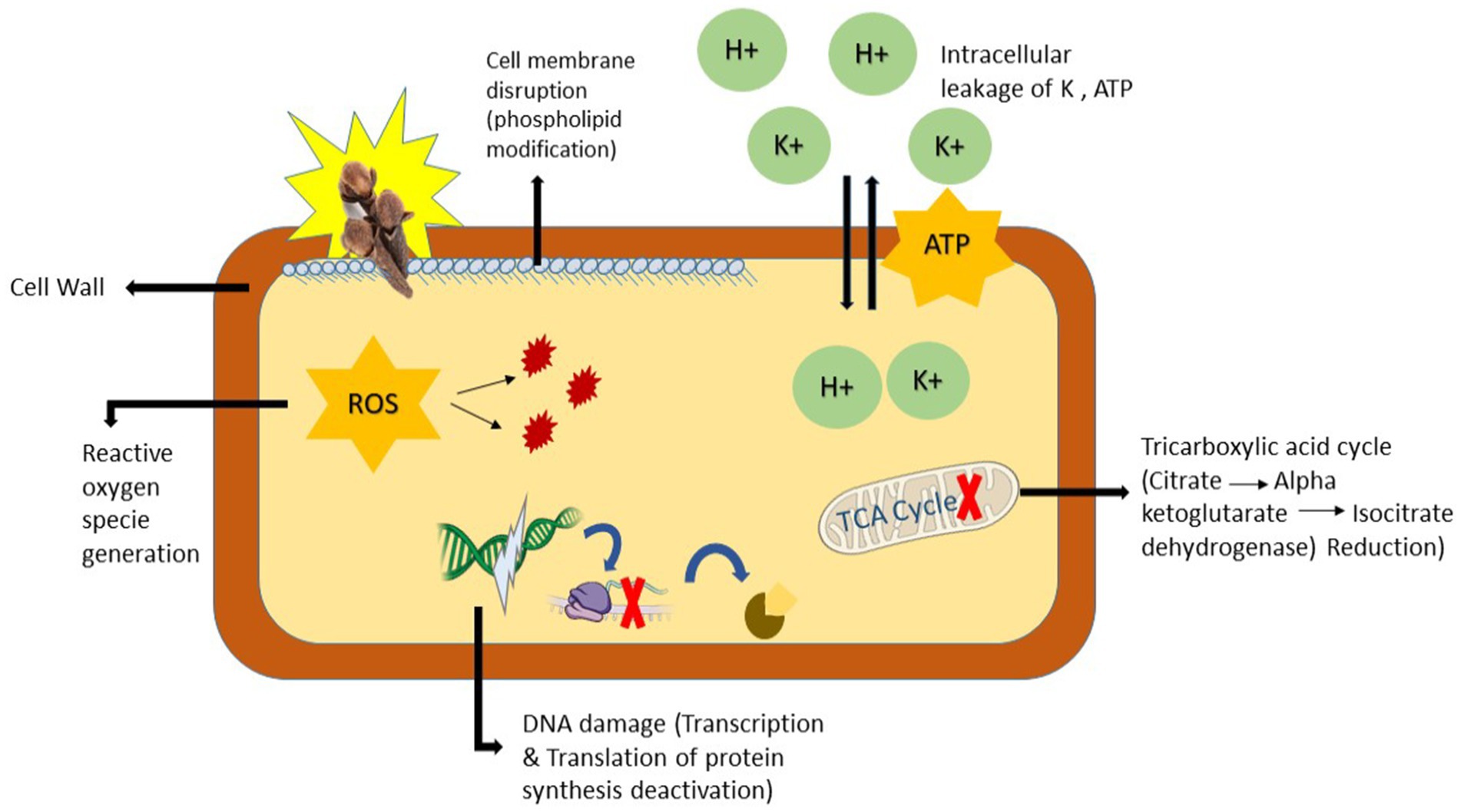 Diagram illustrating the effects of a compound on a cell. Highlights include cell membrane disruption, reactive oxygen species (ROS) production, DNA damage with transcription and translation deactivation, and intracellular leakage of potassium ions and ATP. The tricarboxylic acid (TCA) cycle is also affected, with reduction in key components such as citrate to alpha ketoglutarate and isocitrate dehydrogenase. A burst symbol and arrows represent the effects, with accompanying labels for clarity.
