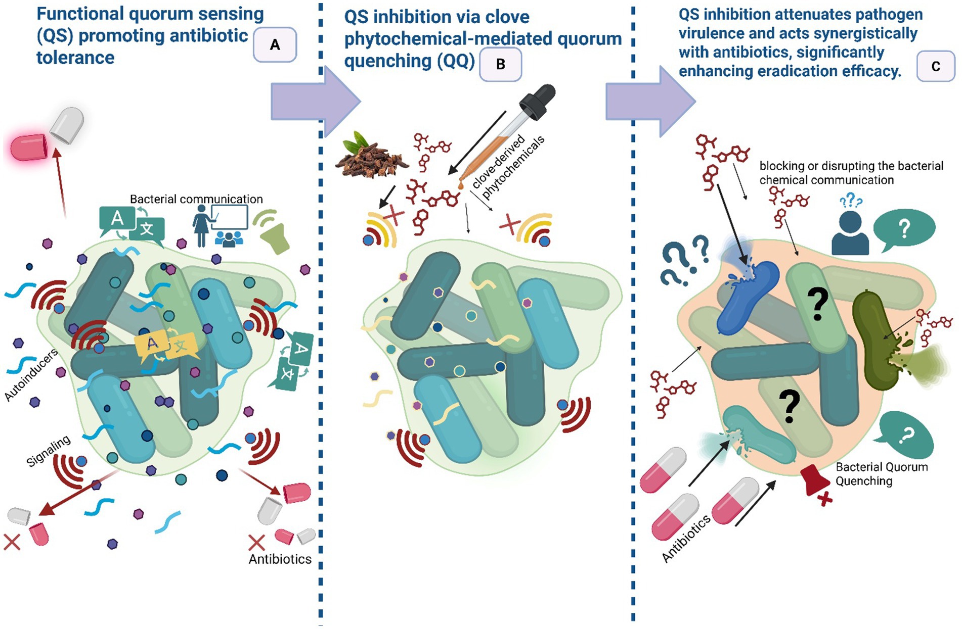 Panel A shows functional quorum sensing promoting antibiotic tolerance, depicted by bacteria with signaling and reduced antibiotic effect. Panel B illustrates QS inhibition using clove-derived phytochemicals, disrupting signaling. Panel C demonstrates QS inhibition reducing pathogen virulence and enhancing antibiotic efficacy, shown by confused bacteria and effective antibiotic action.
