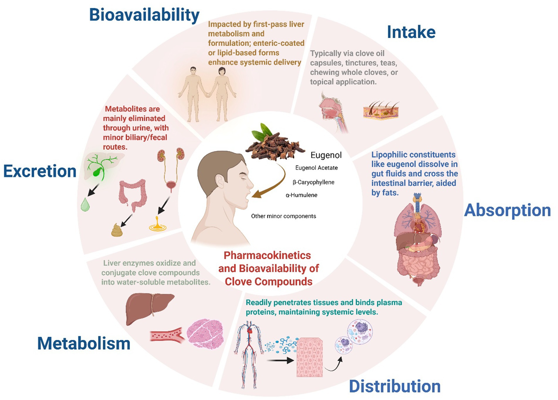Circular infographic depicting the pharmacokinetics and bioavailability of clove compounds. Sections include intake via capsules and topical application, absorption aided by fats, distribution through tissues and plasma proteins, metabolism by liver enzymes, and excretion primarily through urine. The center features clove components like eugenol.