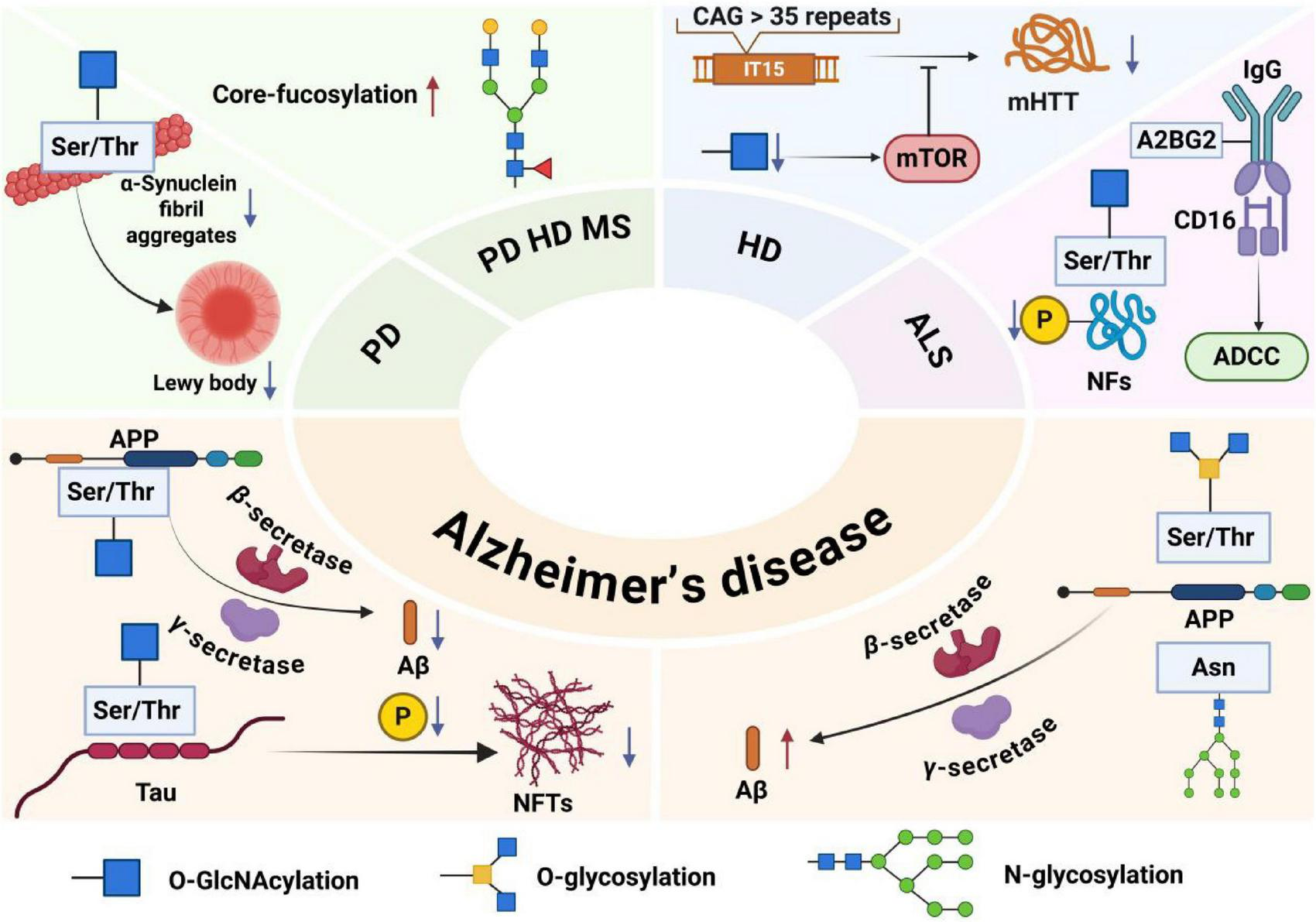 Pathogenic roles of major glycosylation types in neurodegenerative diseases. In Alzheimer's disease, O-GlcNAcylation of amyloid precursor protein and Tau inhibits amyloid-? deposition and Tau hyperphosphorylation; N-glycosylation regulates amyloid precursor protein processing and neuroinflammation, while O-glycosylation promotes plaque formation. In Parkinson's disease, O-GlcNAcylation prevents ?-synuclein aggregation. In Huntington's disease, it suppresses mutant huntingtin aggregation via mTOR. In ALS, O-GlcNAcylation modulates neurofilament phosphorylation, and specific N-glycans enhance antibody-dependent cytotoxicity. Elevated core-fucosylation disrupts protein function across PD, HD, and MS, contributing to pathogenesis and offering diagnostic value.