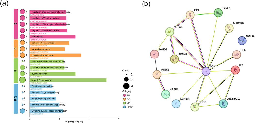 Panel (a) shows a bar chart with categories BP, CC, MF, and KEGG, each represented by different colors. The bars illustrate biological processes and molecular functions with varying counts indicated by circle size. Panel (b) displays a network graph with labeled nodes like GPI, TYMP, and MYC, connected by lines representing relationships. Nodes are color-coded by category, corresponding to panel (a).