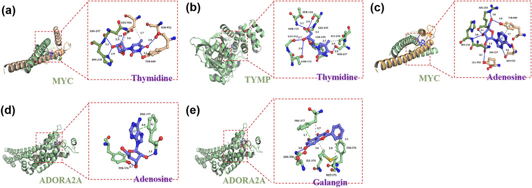 Five molecular models labeled (a) through (e), each depicting a protein structure with a highlighted binding site. (a) MYC protein interacting with Thymidine, (b) TYMP with Thymidine, (c) MYC with Adenosine, (d) ADORA2A with Adenosine, and (e) ADORA2A with Galangin. The images feature detailed 3D structures and interactions with distance measurements between amino acids and ligands.