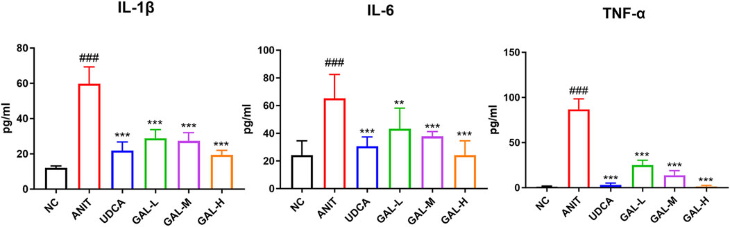 Bar graphs showing levels of IL-1β, IL-6, and TNF-α in pg/ml across different treatments: NC, ANIT, UDCA, GAL-L, GAL-M, and GAL-H. ANIT shows significantly higher levels in all cytokines, indicated by hash marks, while other treatments show varying reductions, marked with asterisks.