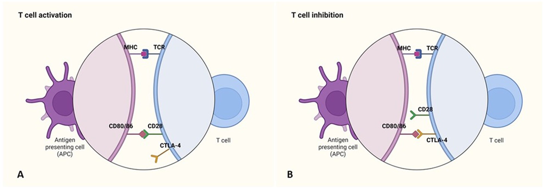 Diagram illustrating T cell activation and inhibition. Panel A shows T cell activation with an antigen-presenting cell (APC) interacting with a T cell via MHC and TCR, and CD80/86 with CD28. Panel B depicts T cell inhibition, where CTLA-4 disrupts the CD28 and CD80/86 interaction.
