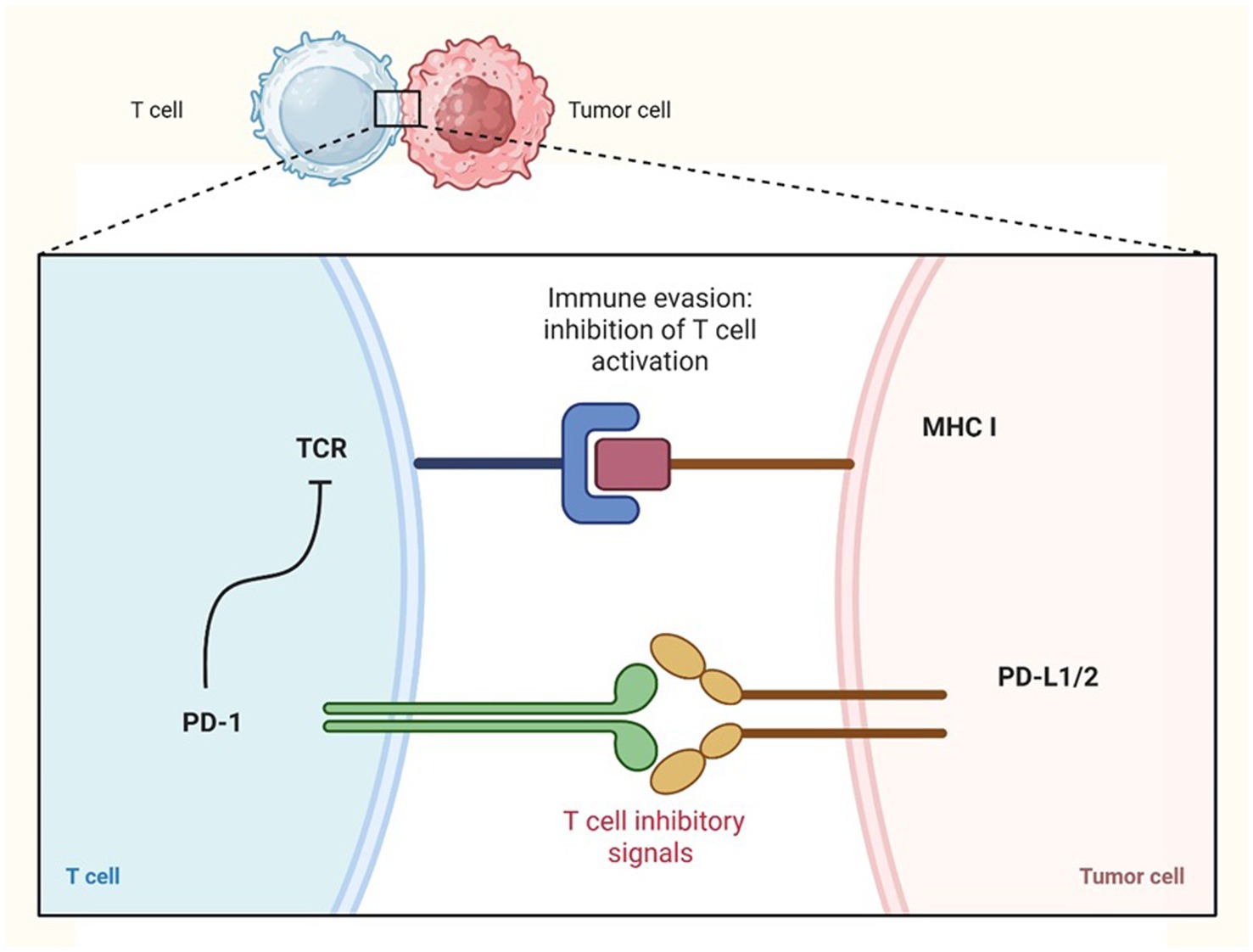 Diagram illustrating immune evasion by inhibition of T cell activation. A T cell interacts with a tumor cell via TCR and MHC I, while PD-1 and PD-L1/2 send inhibitory signals, preventing T cell activation.
