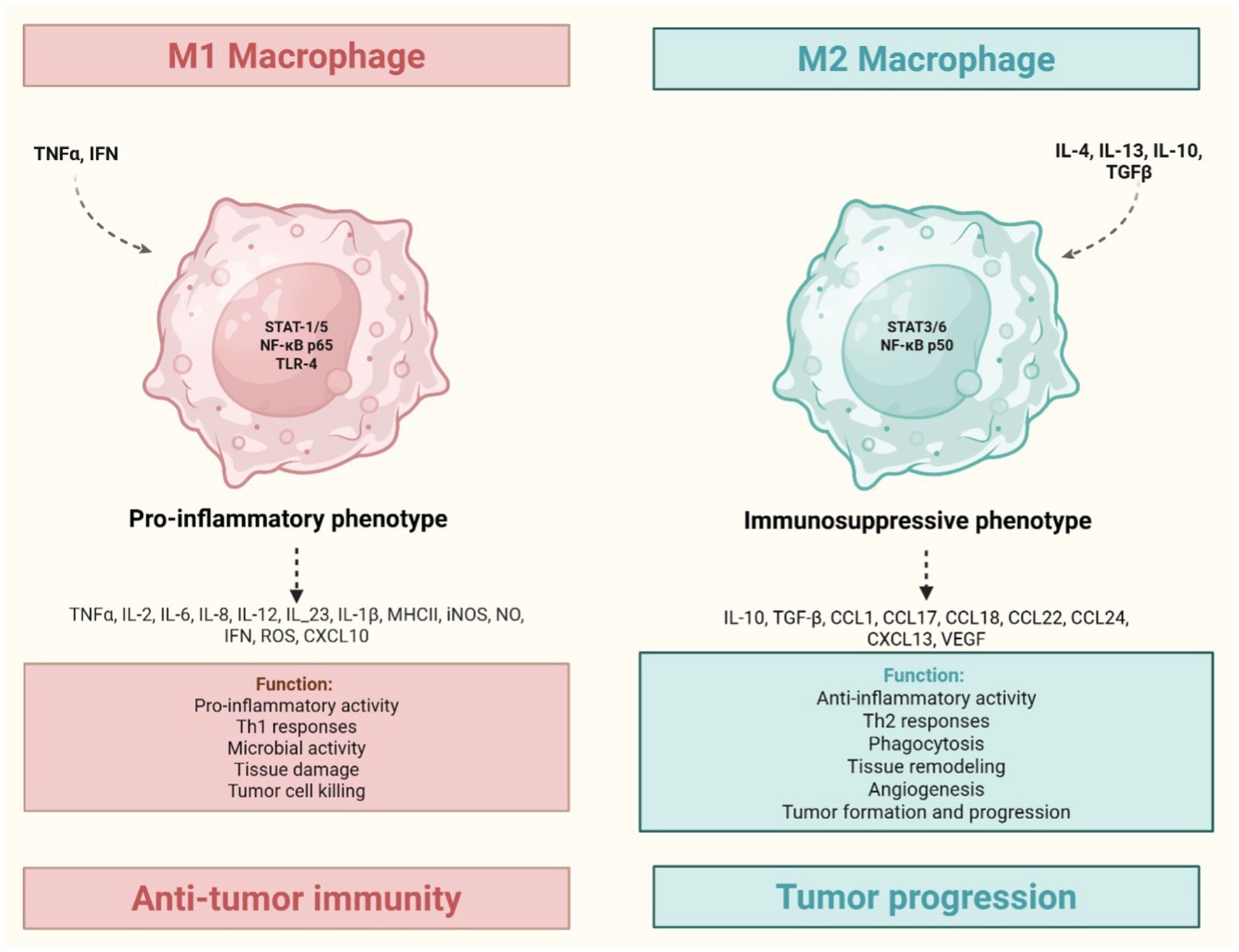 Diagram comparing M1 and M2 macrophages. M1 macrophages are associated with a pro-inflammatory phenotype and functions such as pro-inflammatory activity and tumor cell killing, contributing to anti-tumor immunity. M2 macrophages exhibit an immunosuppressive phenotype with functions like anti-inflammatory activity and tissue remodeling, promoting tumor progression. Key signaling molecules and genes are noted for each type.