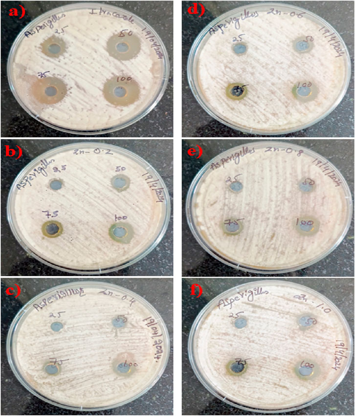 Six petri dishes labeled a) to f) feature microbial growth tests with Aspergillus on culture media. Each dish shows four zones with varying concentrations—marked 25, 50, 75, 100—of various treatments such as itraconazole and zinc oxide. The growth inhibition zones differ in size, indicating the effectiveness of each concentration in impeding fungal growth. Each dish has handwritten labels detailing the conditions and date, reflecting a microbial assay experiment.