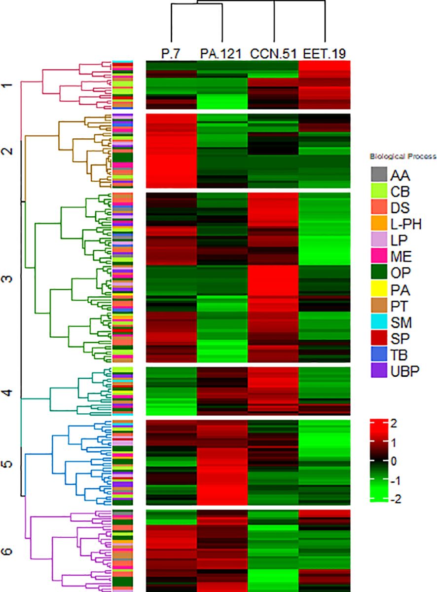 Heatmap illustrating gene expression across different samples labeled P.7, PA.121, CCN.51, and EET.19. Rows represent genes with dendrogram clustering on the left. Color scale ranges from green (low expression) to red (high expression). Biological processes are color-coded in a legend on the right.