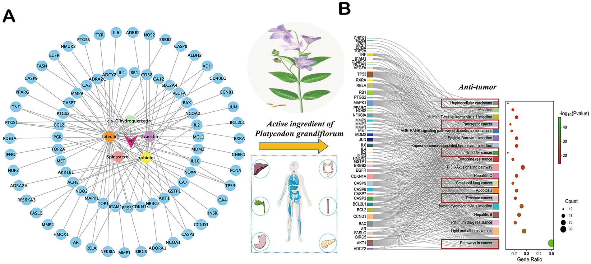 Diagram illustrating the anti-tumor effects of Platycodon grandiflorum’s active ingredients. Panel A shows a network of chemical compounds, including acacetin and luteolin, interacting with various genes. A plant illustration and diagram highlight affected organs. Panel B details pathways and diseases targeted by these compounds, showcasing connections and p-values in a dot plot.