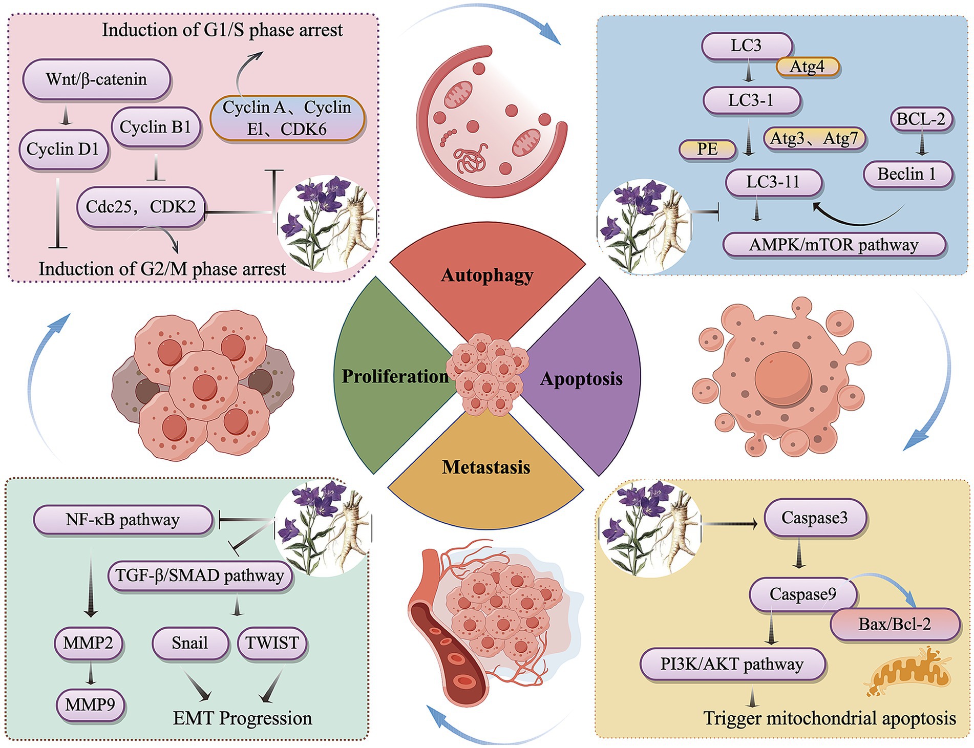 Diagram illustrating the effects of a plant extract on cellular functions, including autophagy, proliferation, apoptosis, and metastasis. Top left shows G1/S and G2/M phase arrest induction with involvement of Cyclin and CDK pathways. Top right details the autophagy process mediated by the AMPK/mTOR pathway. Bottom left highlights the role of NF-κB and TGF-β/SMAD pathways in EMT progression. Bottom right depicts apoptosis induction via the PI3K/AKT pathway and mitochondrial apoptosis trigger. Central circular chart displays the main phases. Arrows indicate interactions and relationships.