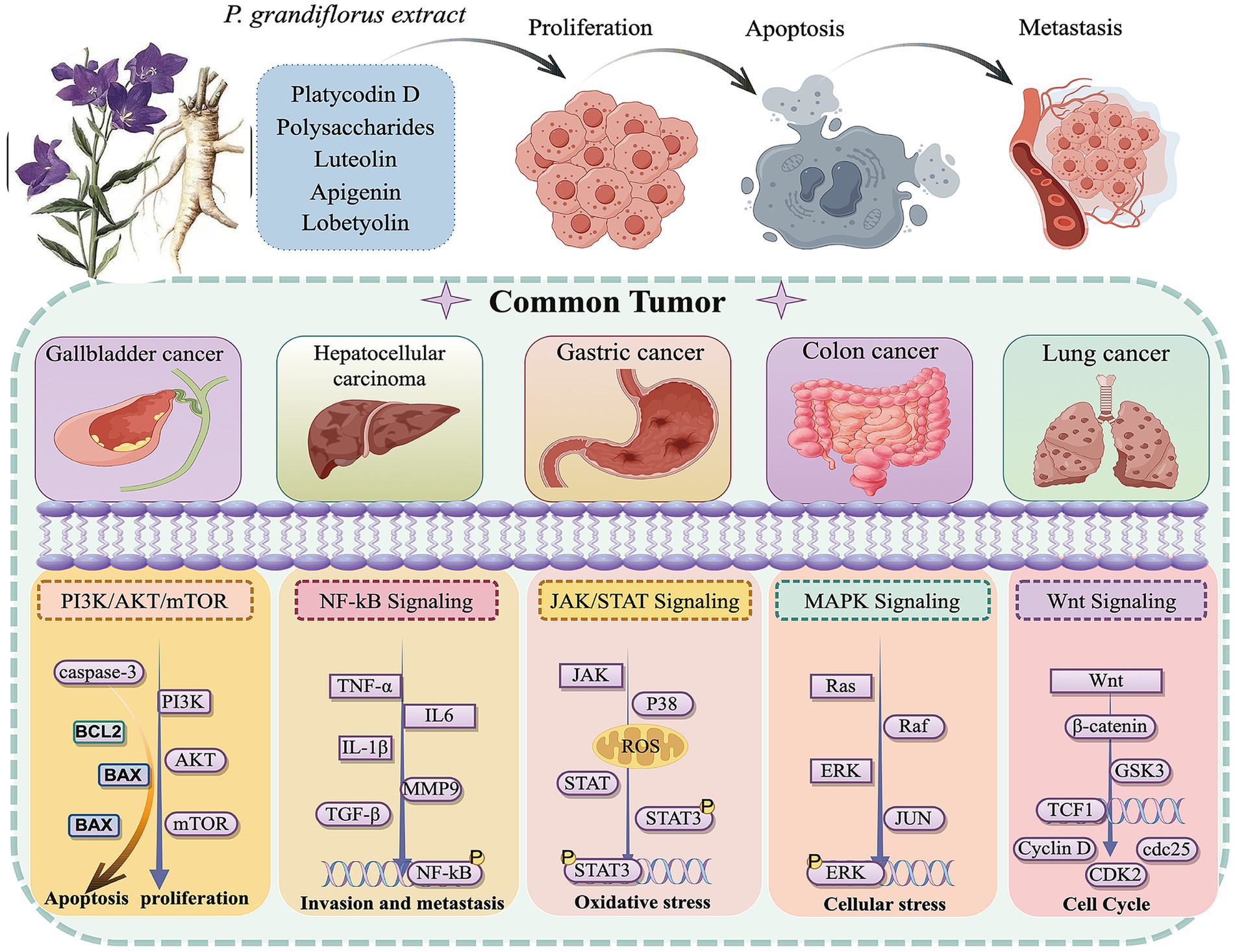 Diagram illustrating the effects of *Platycodon grandiflorus* extract on various cancers and signaling pathways. The diagram shows proliferation, apoptosis, and metastasis processes affected by compounds like Platycodin D and polysaccharides. Common tumors include gallbladder, hepatocellular carcinoma, gastric, colon, and lung cancer. Signaling pathways involved are PI3K/AKT/mTOR, NF-kB, JAK/STAT, MAPK, and Wnt, affecting apoptosis, proliferation, invasion, oxidative stress, and the cell cycle. Each pathway is associated with specific cellular processes and proteins.