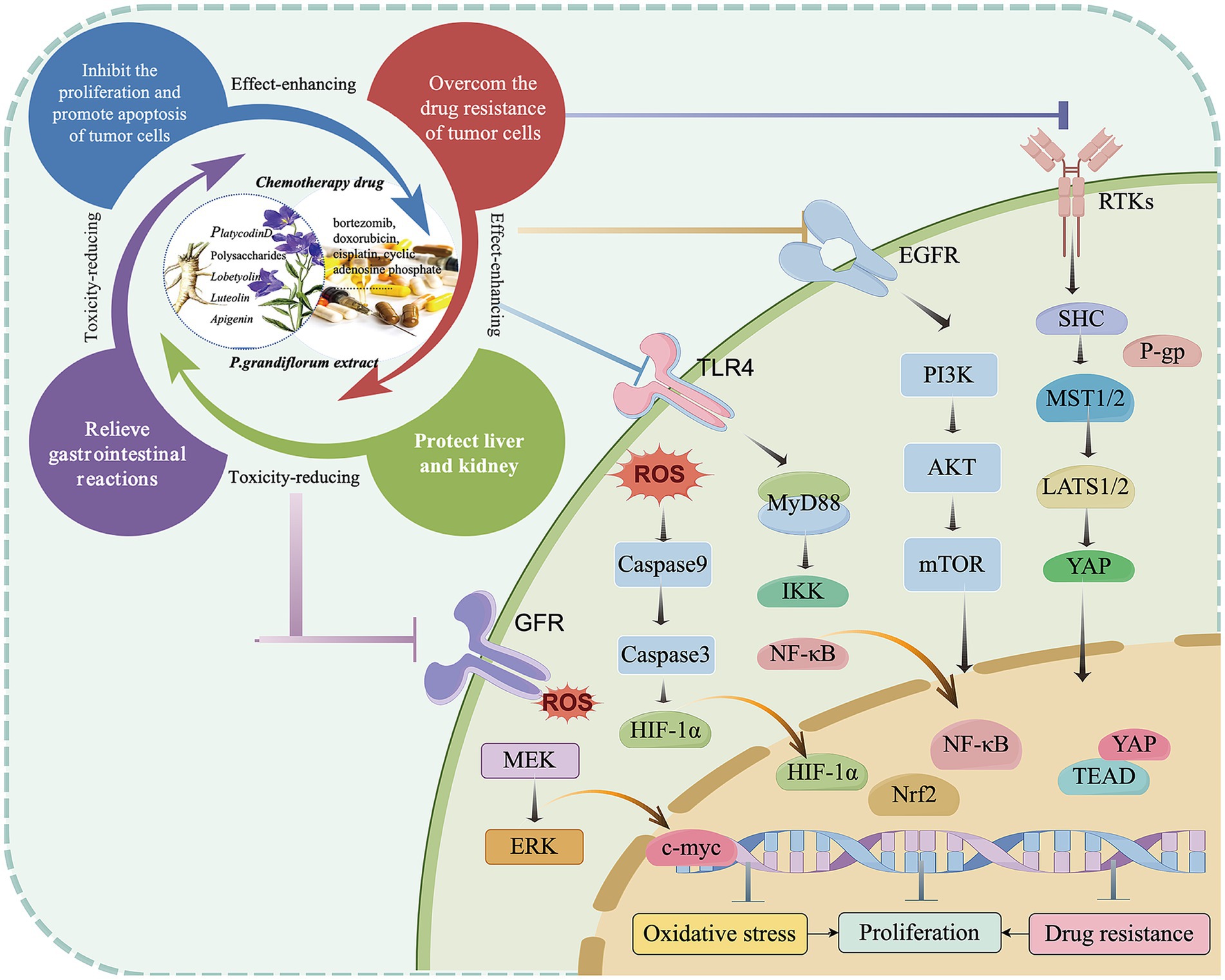 Diagram illustrating the effects of P. grandiflorum extract on chemotherapy drugs. Arrows show pathways impacting tumor cell proliferation, liver and kidney protection, and drug resistance. Key components include chemotherapy drugs like bortezomib and cisplatin. Pathways involve TLR4, EGFR, and other signaling molecules such as ROS, Caspase9, and NF-κB. Biological processes affected include oxidative stress, proliferation, and drug resistance. Text highlights effects like toxicity reduction and enhanced tumor inhibition.