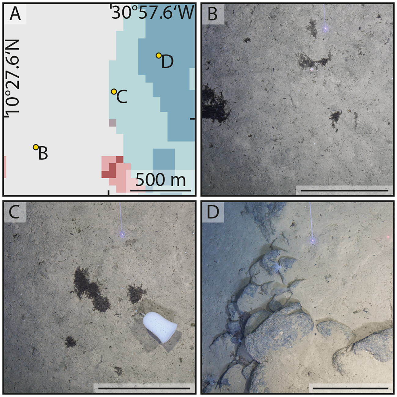 Map and images from an underwater study site. Panel A shows a location map with sites labeled B, C, and D, marked with yellow dots. Panel B depicts sandy seafloor with small patches of dark material. Panel C shows similar seafloor with a white object, possibly litter, and scattered dark patches. Panel D illustrates rocky and sandy terrain with a few marine organisms. Each panel features a measurement scale.