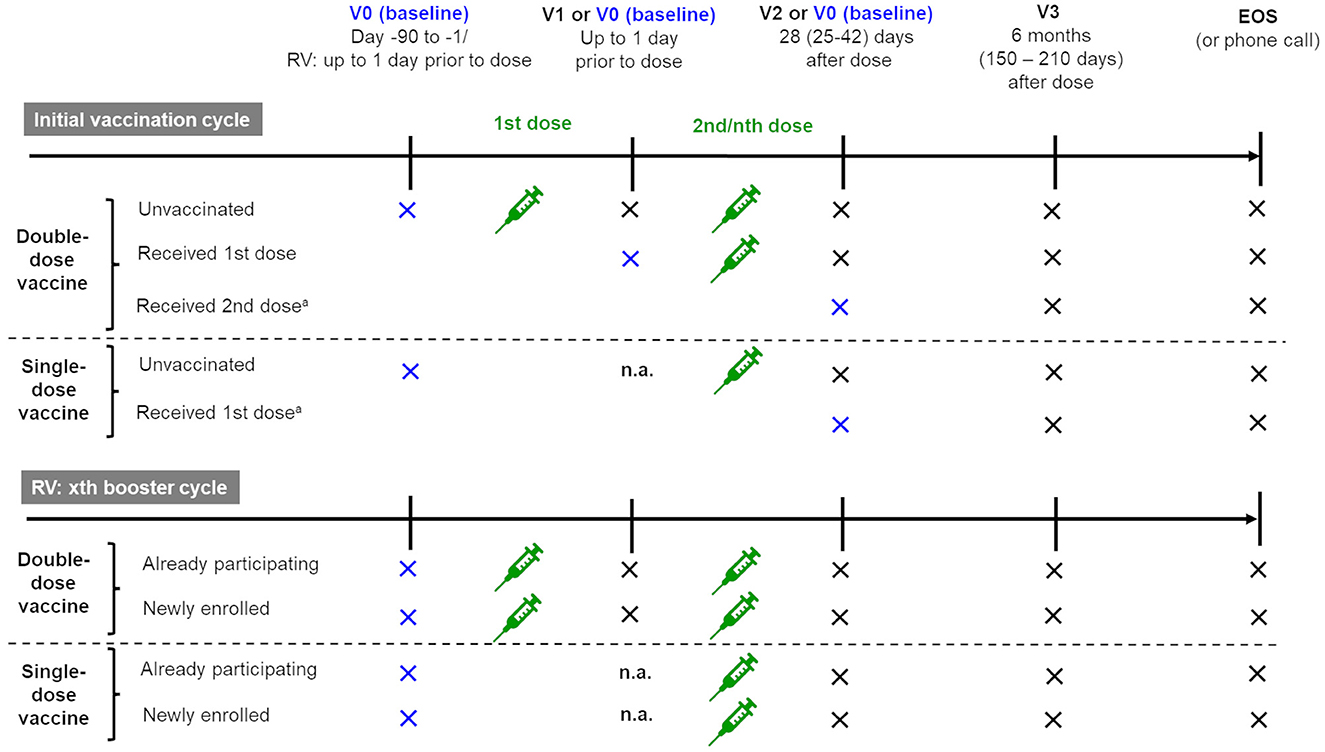 Chart showing vaccine dosing schedule. Initial vaccination cycle includes double-dose and single-dose vaccines with timelines for first and subsequent doses. Booster cycle details participation for double-dose and single-dose. Timing is marked as V0, V1, V2, V3, and end of study.