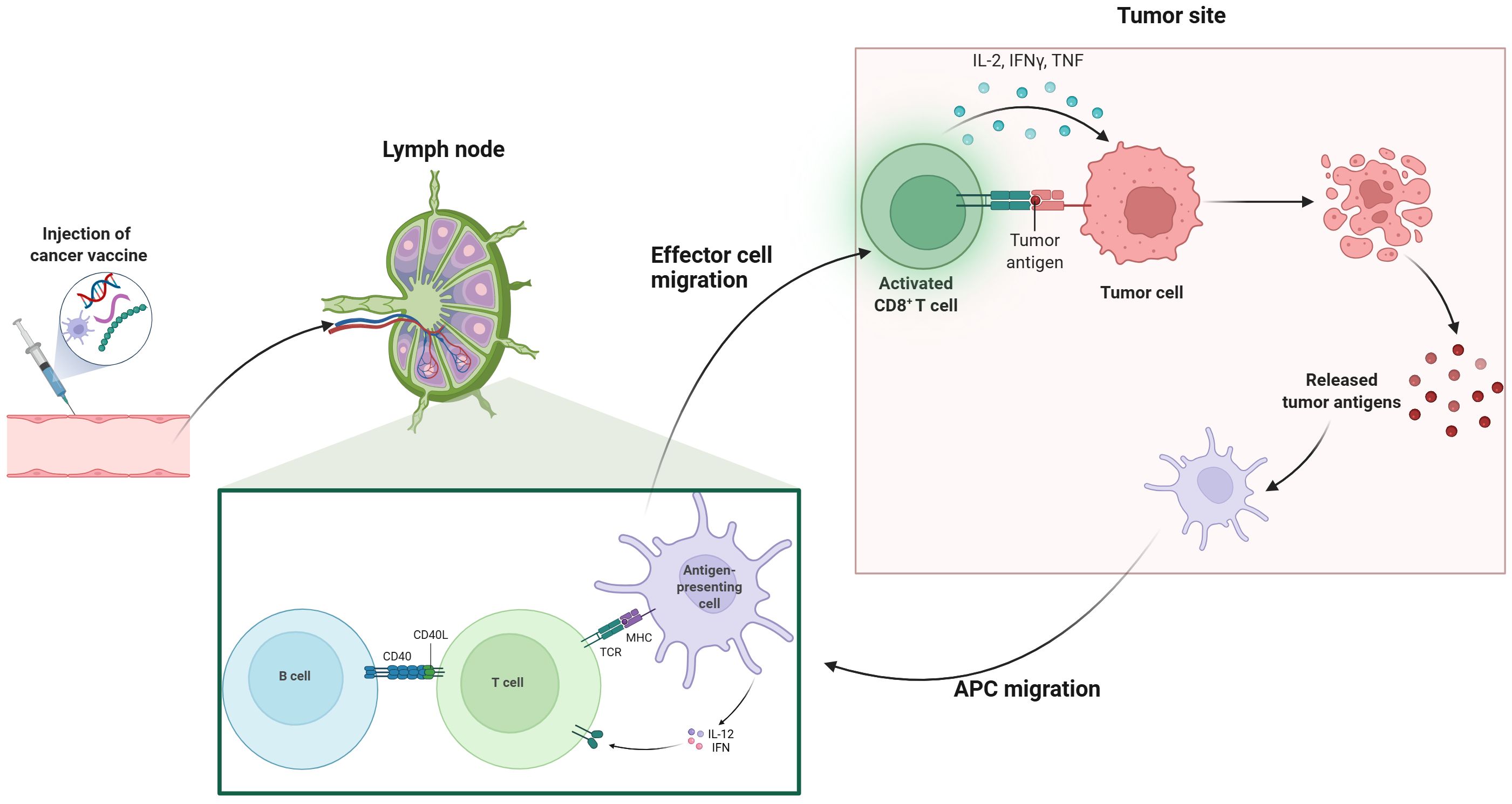 Diagram of a cancer vaccine mechanism. A vaccine is injected into the skin, leading to antigen-presenting cell (APC) migration to a lymph node. There, B and T cells interact, activating CD8+ T cells. Activated T cells migrate to the tumor site, releasing cytokines IL-2, IFNγ, and TNF. Tumor cells are attacked, releasing antigens and continuing the immune response.