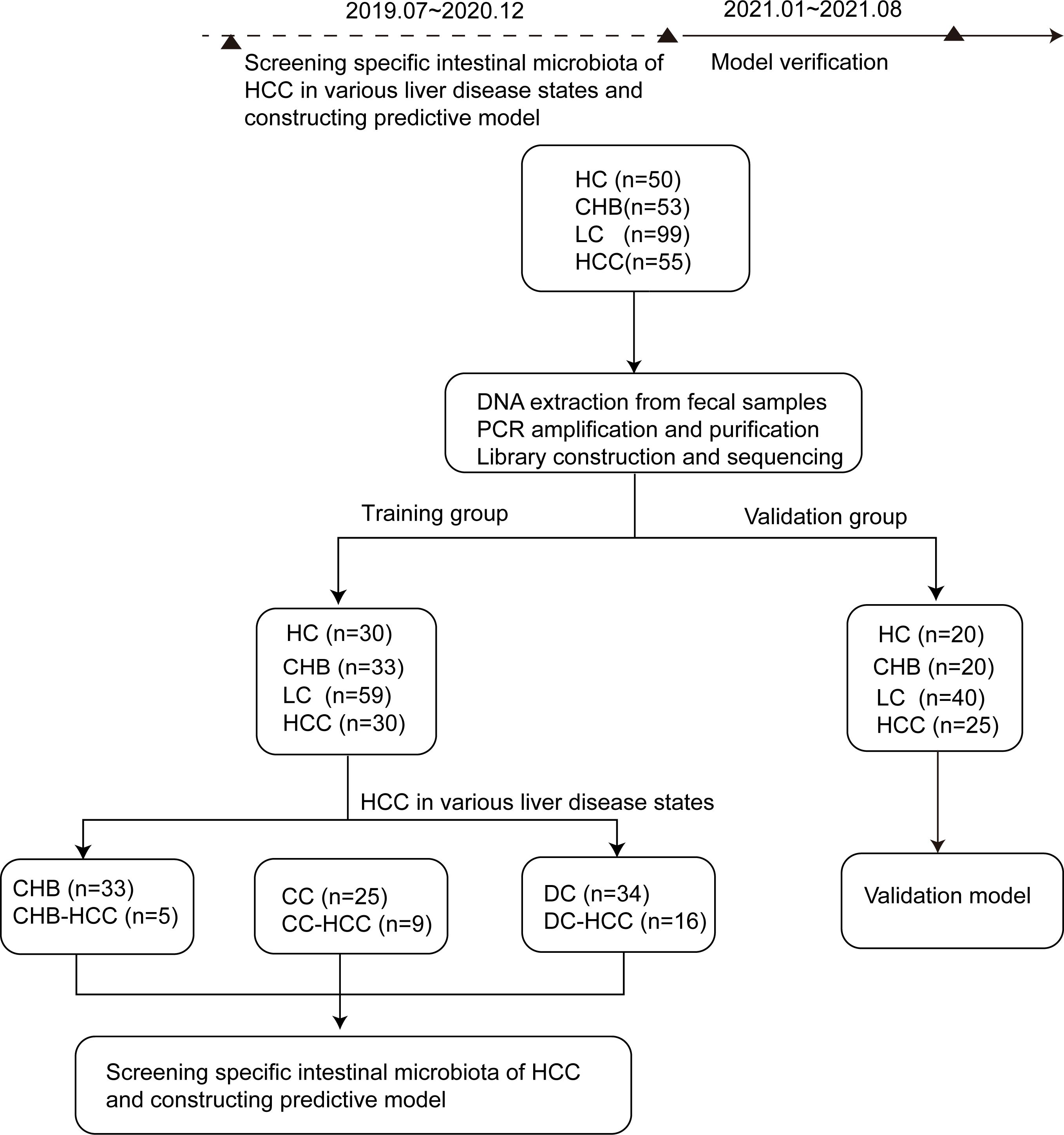 Flowchart illustrating a study timeline and methodology from July 2019 to August 2021. It outlines the process of screening specific intestinal microbiota in various liver disease states to construct predictive models. Stages include DNA extraction, PCR amplification, and sequencing. Participants are divided into training and validation groups, detailing sample sizes for HC, CHB, LC, and HCC. Further categorization includes CHB-HCC, CC, CC-HCC, DC, and DC-HCC. Model verification occurs from January 2021 to August 2021.