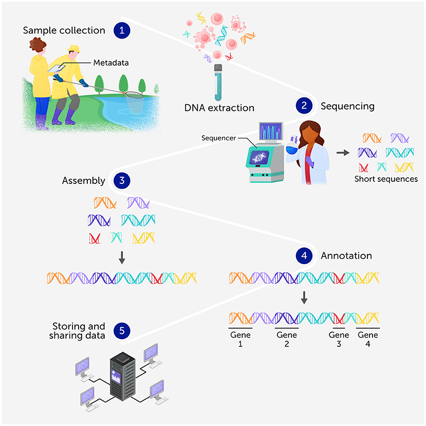 Flowchart illustrating the process of DNA sequencing. Step 1: Sample collection by people near water. Step 2: DNA extraction shown with a sequencer. Step 3: Assembly of short DNA sequences into longer strands. Step 4: Annotation of sequences into genes labeled Gene 1 to Gene 4. Step 5: Data storage and sharing represented by a server connected to computers.