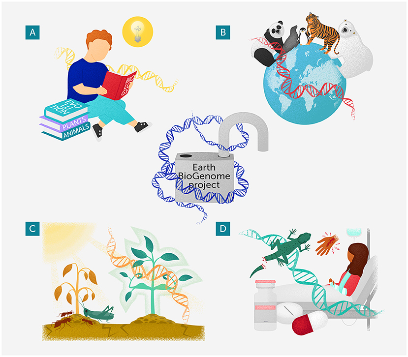 Panel A depicts a person reading on a stack of books labeled "ECO," "PLANTS," and "ANIMALS," with a DNA strand and a light bulb. Panel B shows a globe encircled by DNA with various animals like a panda, tiger, and polar bear atop. Panel C illustrates plants on soil with insects, a DNA strand, and sunlight. Panel D displays a patient in a hospital bed with DNA, a lizard, medications, and an arm receiving treatment. Central to all panels is a depiction of the Earth BioGenome Project with DNA swirling around a cylinder.