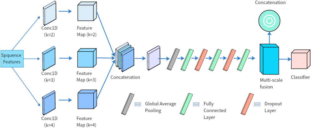 Diagram showing a neural network architecture for sequence feature processing. Sequence features pass through three Conc1D layers with kernel sizes two, three, and four, becoming feature maps. These maps are concatenated and move through global average pooling, fully connected layers, and dropout layers. The multi-scale fusion results in a classifier for final output.