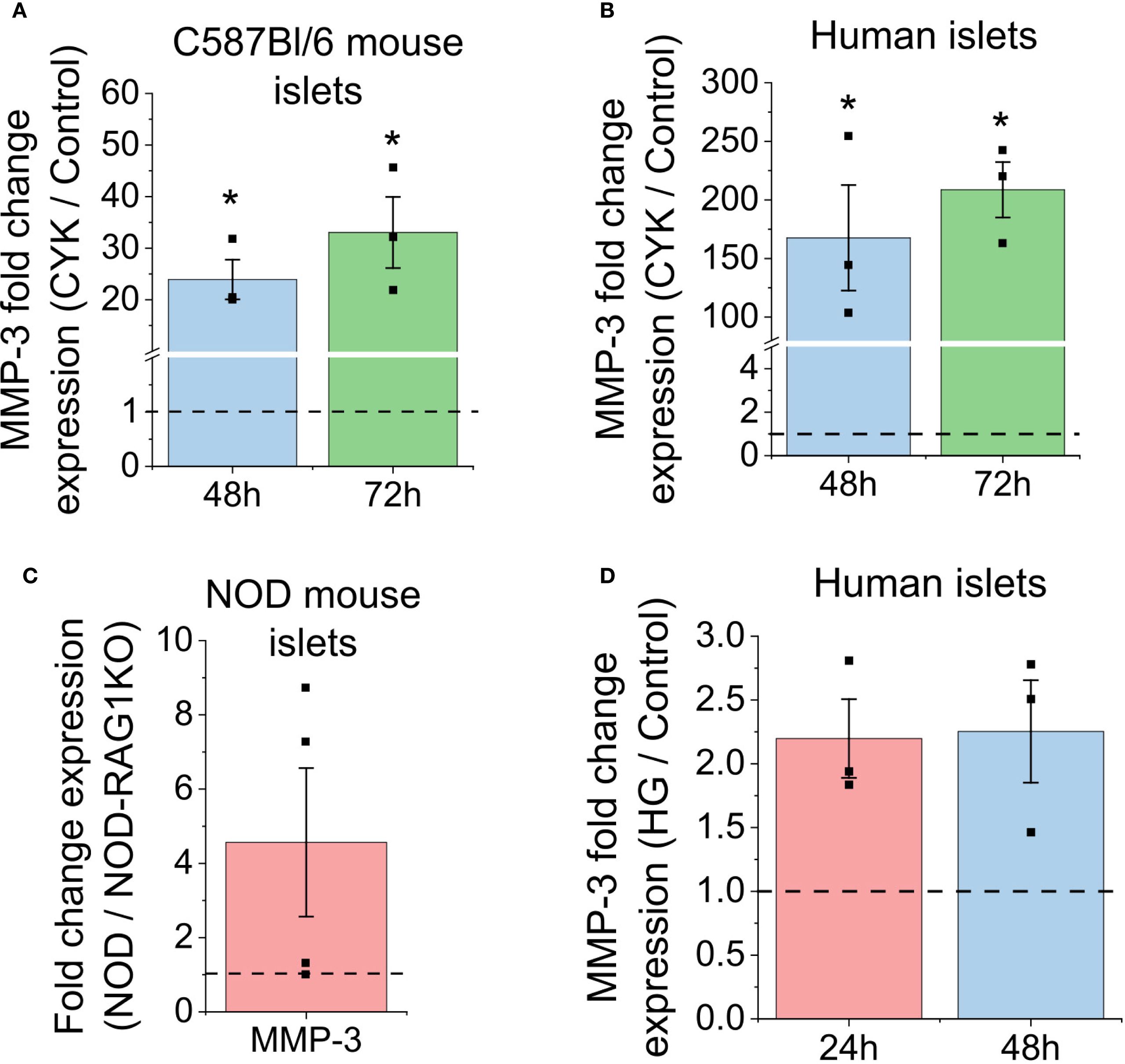 Graphs showing MMP-3 fold change expression in islets. (A) C57BI/6 mouse islets display increased expression at 48 and 72 hours. (B) Human islets show increased expression at 48 and 72 hours. (C) NOD mouse islets exhibit expression with fold change relative to NOD-RAG1KO. (D) Human islets expression changes over 24 and 48 hours. Error bars indicate variability, and statistically significant differences are marked with asterisks.