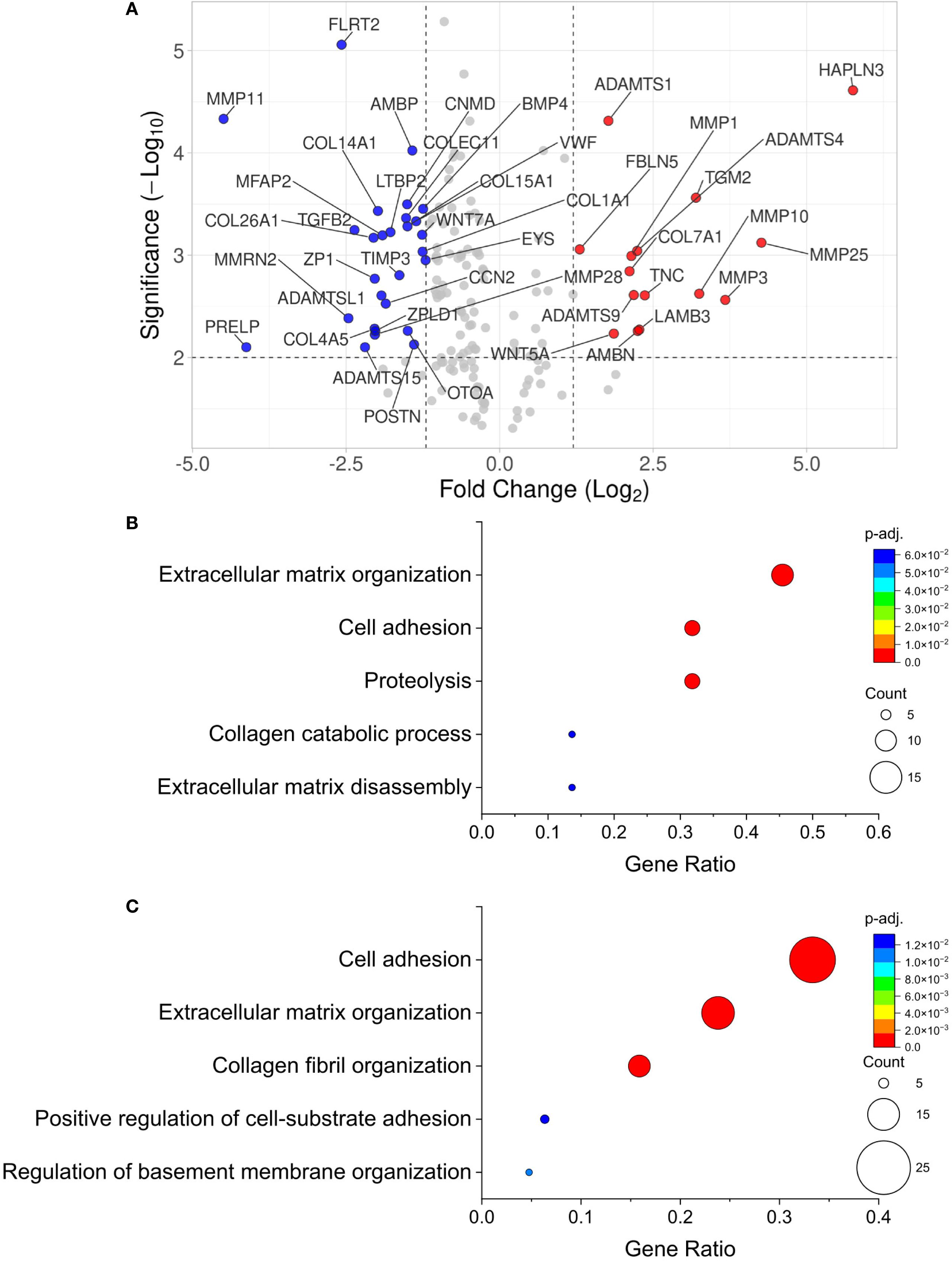 Panel A shows a scatter plot with gene significance versus fold change, highlighting upregulated and downregulated genes. Blue and red dots represent different gene groups. Panels B and C display bubble charts of gene ratios for various biological processes, color-coded by adjusted p-values. Larger bubbles indicate higher gene counts, focusing on processes like extracellular matrix organization and cell adhesion.
