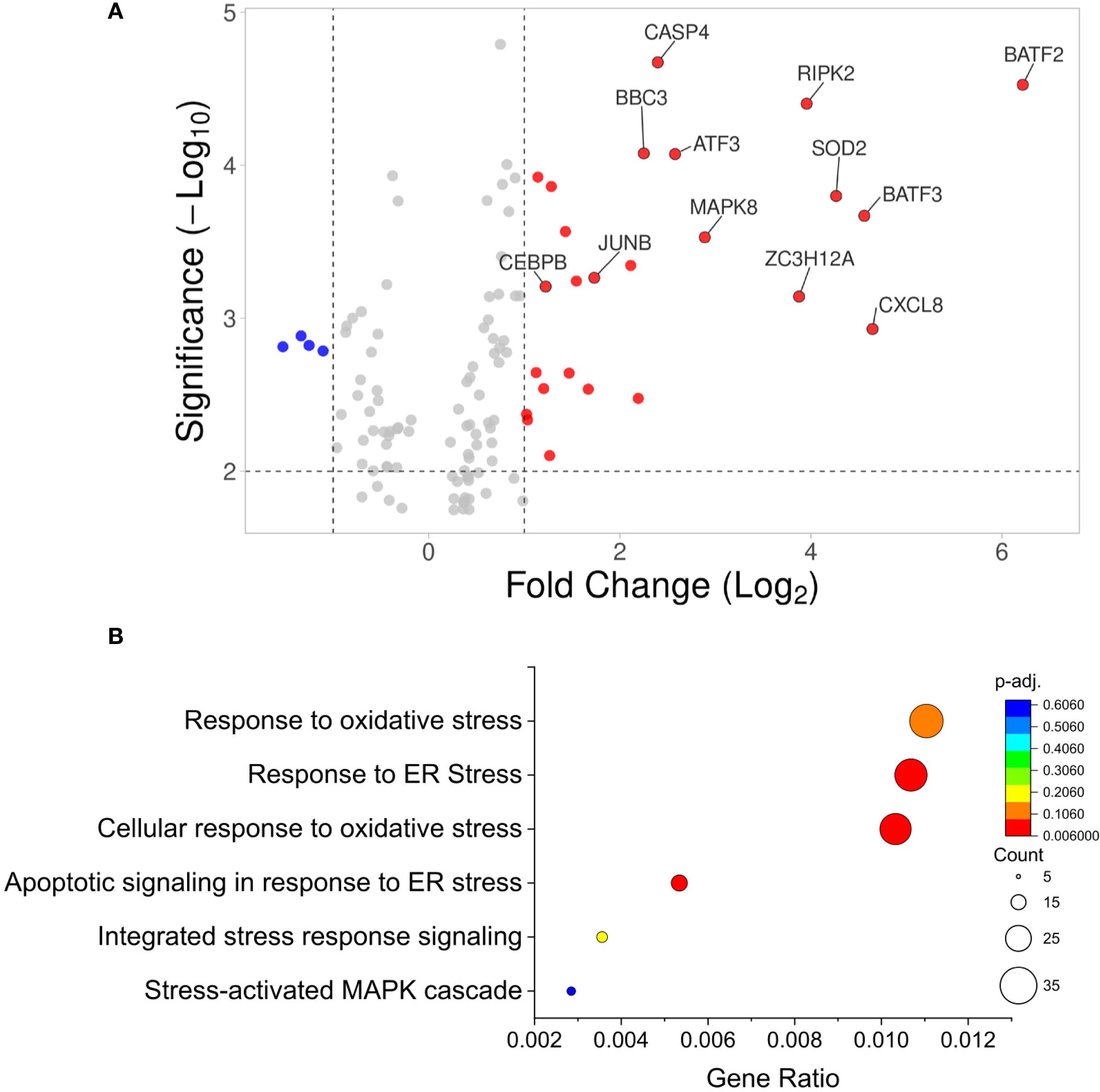 Volcano plot and bubble chart. Panel A is a volcano plot showing significance versus fold change. Red dots indicate upregulation with significant genes labeled, including CASP4 and BATF2. Blue dots show downregulation. Panel B is a bubble chart with gene ratio on the x-axis and various stress responses on the y-axis. Bubble sizes and colors represent the count and adjusted p-value, respectively, with larger, red bubbles indicating higher significance, particularly for oxidative and ER stress responses.