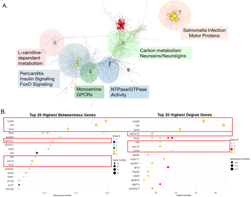 Diagram A displays a network map with clusters representing different biological processes such as L-carnitine-dependent metabolism, Salmonella infection, and insulin signaling, each color-coded and labeled. Diagram B includes two scatter plots showing the top 20 genes by betweenness centrality and degree centrality, with genes identified by modules and highlighted nodes indicating significance.