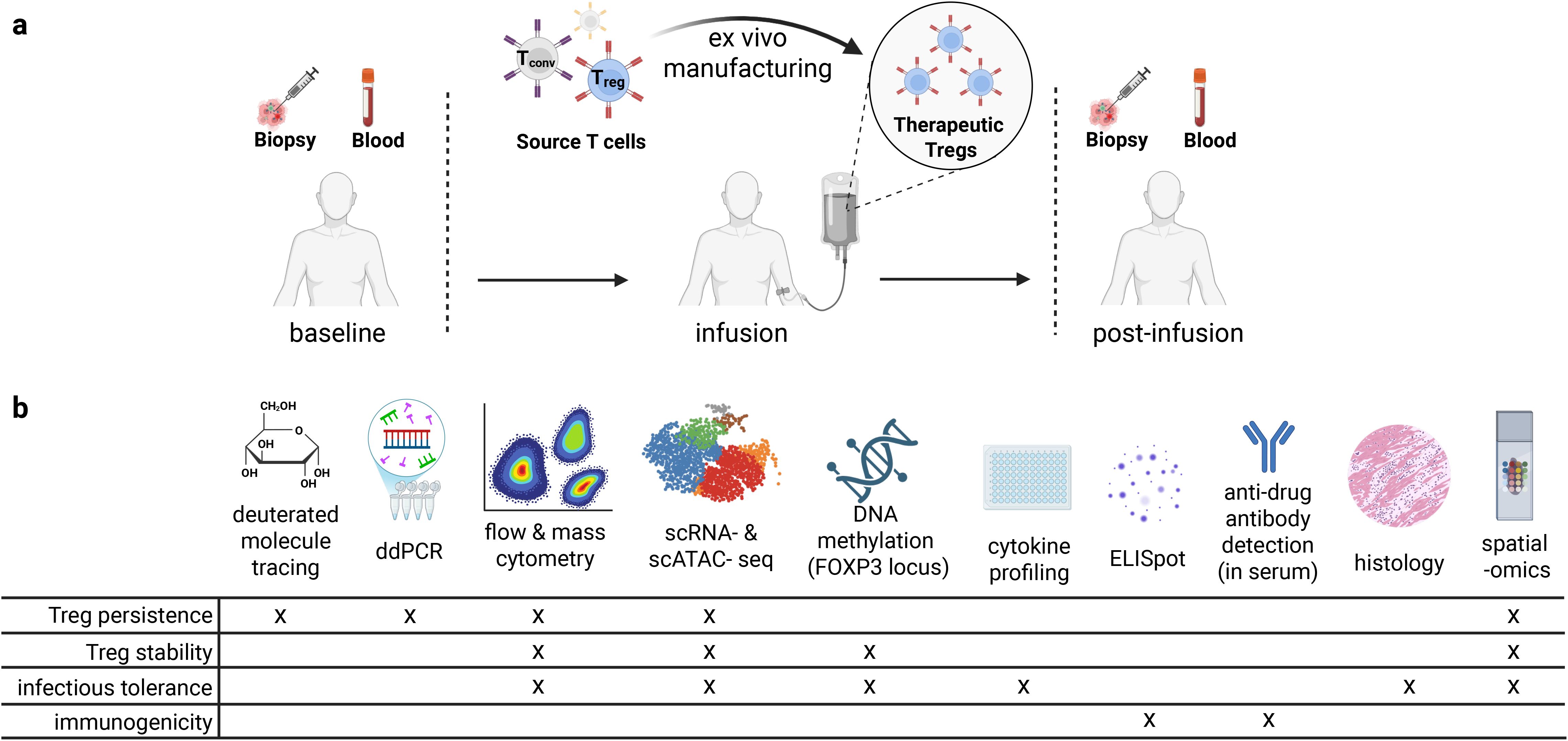 Diagram illustrating a therapeutic Treg cell therapy process. Part a shows baseline, infusion, and post-infusion stages with biopsies and blood samples. Ex vivo manufacturing of Tregs is depicted. Part b displays various analysis techniques, including deuterated molecule tracing, ddPCR, flow and mass cytometry, scRNA and scATAC sequencing, DNA methylation, cytokine profiling, ELISpot, anti-drug antibody detection, histology, and spatial-omics, with a table linking these methods to Treg persistence, stability, infectious tolerance, and immunogenicity.