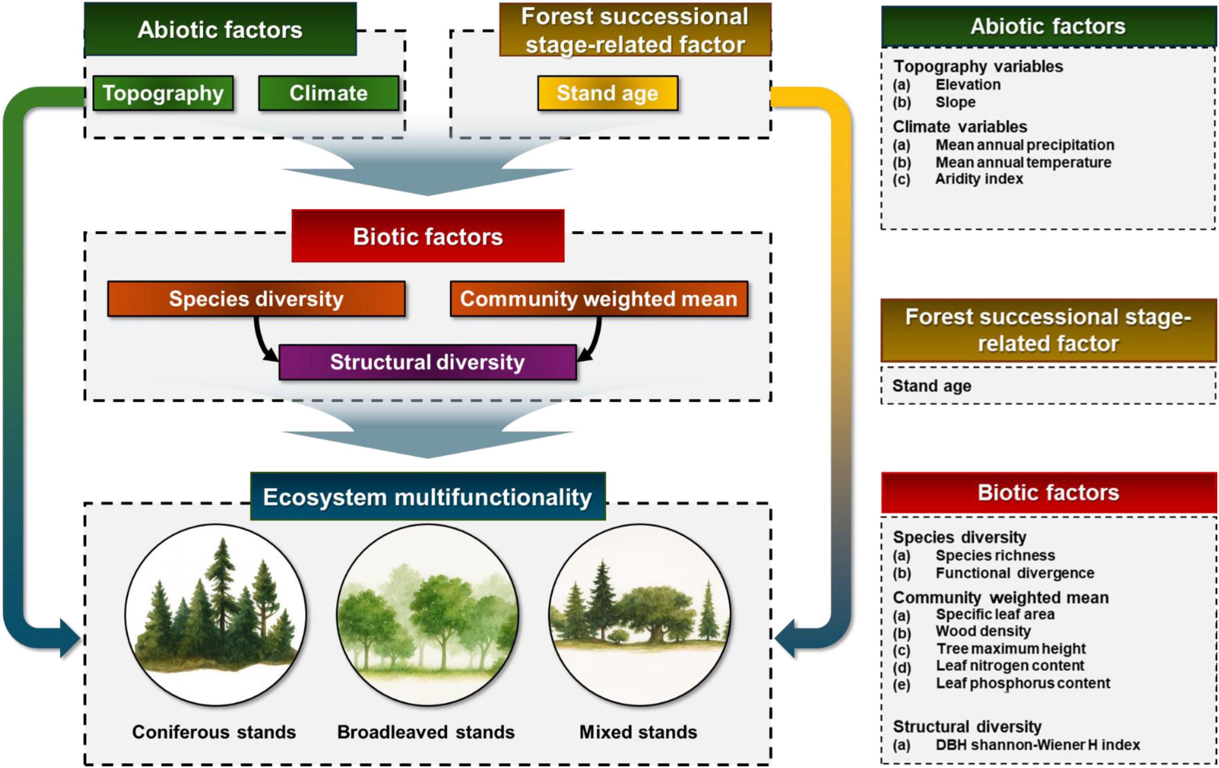 Flowchart illustrating the relationships between abiotic factors, forest successional stage-related factors, biotic factors, and ecosystem multifunctionality. Abiotic factors include topography and climate. Forest successional factors focus on stand age. Biotic factors encompass species diversity, community weighted mean, and structural diversity. These elements influence ecosystem multifunctionality, depicted with images of coniferous, broadleaved, and mixed stands. Additional details are provided on topography, climate variables, and biotic factors like species diversity and community weighted mean.