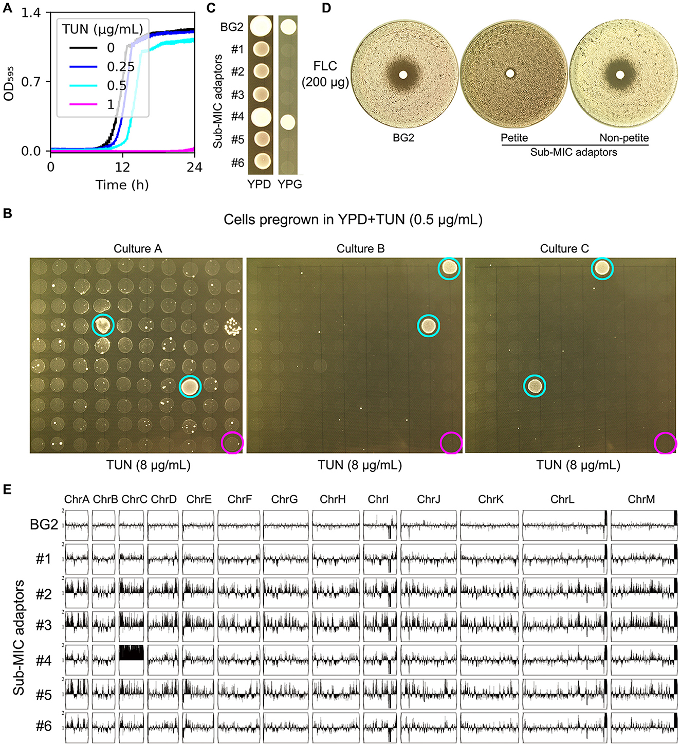 A collage of scientific panels analyzing yeast cell growth and resistance. Panel A shows a graph of optical density over 24 hours at different tunicamycin (TUN) concentrations. Panel B displays growth of cells pregrown in YPD with TUN on agar plates at 0.5 micrograms per milliliter. Panel C compares colony growth on YPD and YPG media. Panel D illustrates the susceptibility of BG2, petite, and non-petite sub-MIC adaptors to fluconazole (FLC). Panel E presents chromosome array data for BG2 and sub-MIC adaptors, showing variations across different chromosomes (ChrA-M).