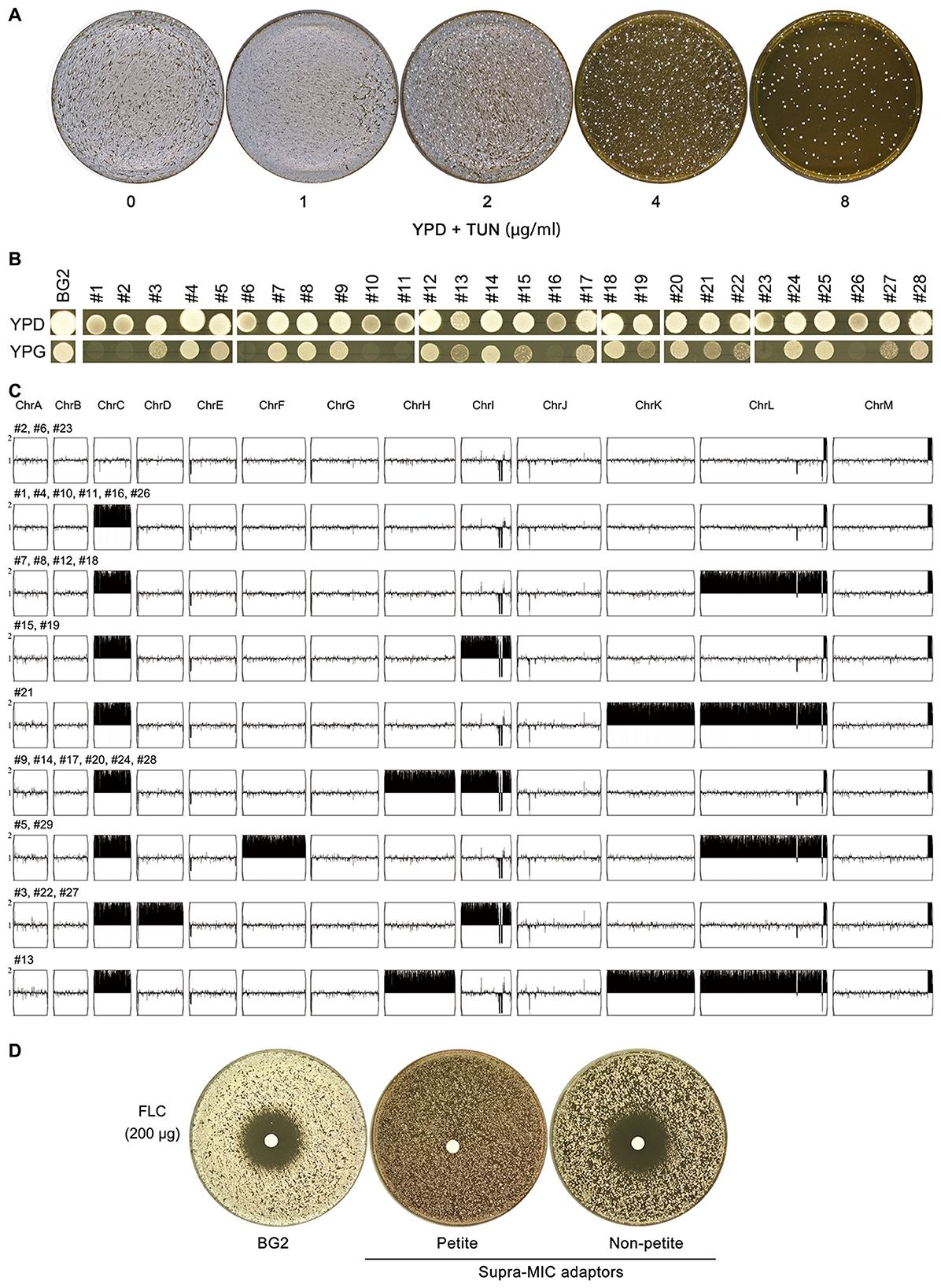 Panel A shows petri dishes with varying concentrations of YPD and tunicamycin, labeled 0, 1, 2, 4, and 8 micrograms per milliliter, displaying differences in growth patterns. Panel B depicts rows of circular colonies under YPD and YPG conditions across samples BG2 to #28. Panel C provides a grid of chromosomal copy number variations across different samples with bold regions indicating significant differences. Panel D presents petri dishes labeled as BG2, Petite, and Non-petite, showing growth inhibition zones around a central disc with 200 micrograms of fluconazole (FLC).