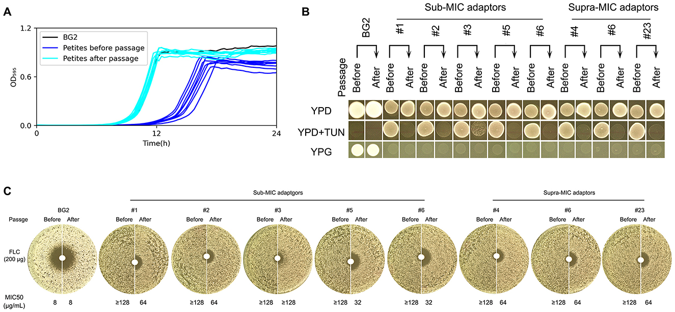 Graphical analysis depicting yeast adaptation to antifungal agents. Panel A shows growth curves of BG2 and petites before and after passage, demonstrating differences in optical density over time. Panel B presents images of yeast growth on YPD, YPD+TUN, and YPG media before and after adaptation, categorized into sub-MIC and supra-MIC adaptors, indicating adaptation levels across passages. Panel C displays disc diffusion assays with fluconazole for each adaptation condition, highlighting minimum inhibitory concentration (MIC) changes before and after adaptation, with varied resistance indicated in disc zones.