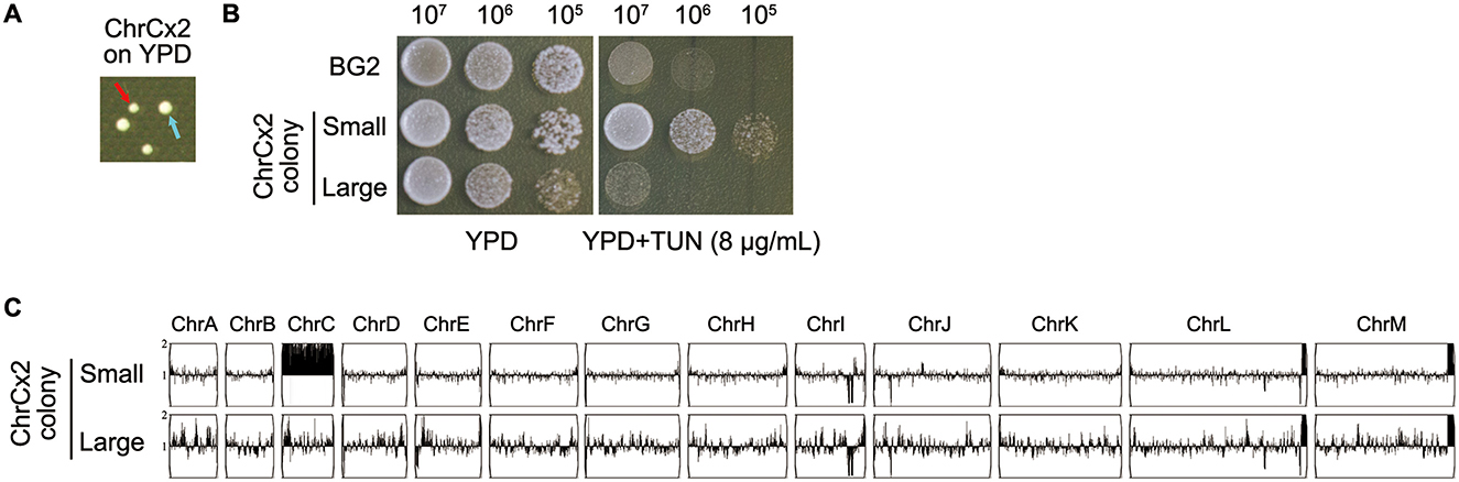 (A) Close-up of ChrCx2 colonies on YPD medium, with red and blue arrows indicating different colonies. (B) Petri dishes showing growth of ChrCx2 small and large colonies, and BG2 control, on YPD and YPD plus tunicamycin (TUN). (C) Graphs comparing chromosomal analysis of small and large ChrCx2 colonies across various chromosomes (ChrA to ChrM).