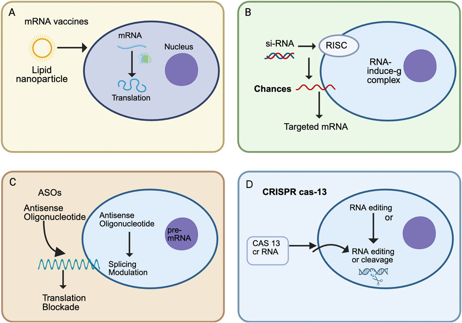 Diagram illustrating four RNA-based therapeutic approaches. A: mRNA vaccines delivered via lipid nanoparticle, targeting translation in the cell. B: si-RNA uses RISC to induce RNA complex formation and target mRNA. C: Antisense oligonucleotides (ASOs) block translation and modulate pre-mRNA splicing. D: CRISPR-Cas13 system for RNA editing or cleavage using Cas13 crRNA.