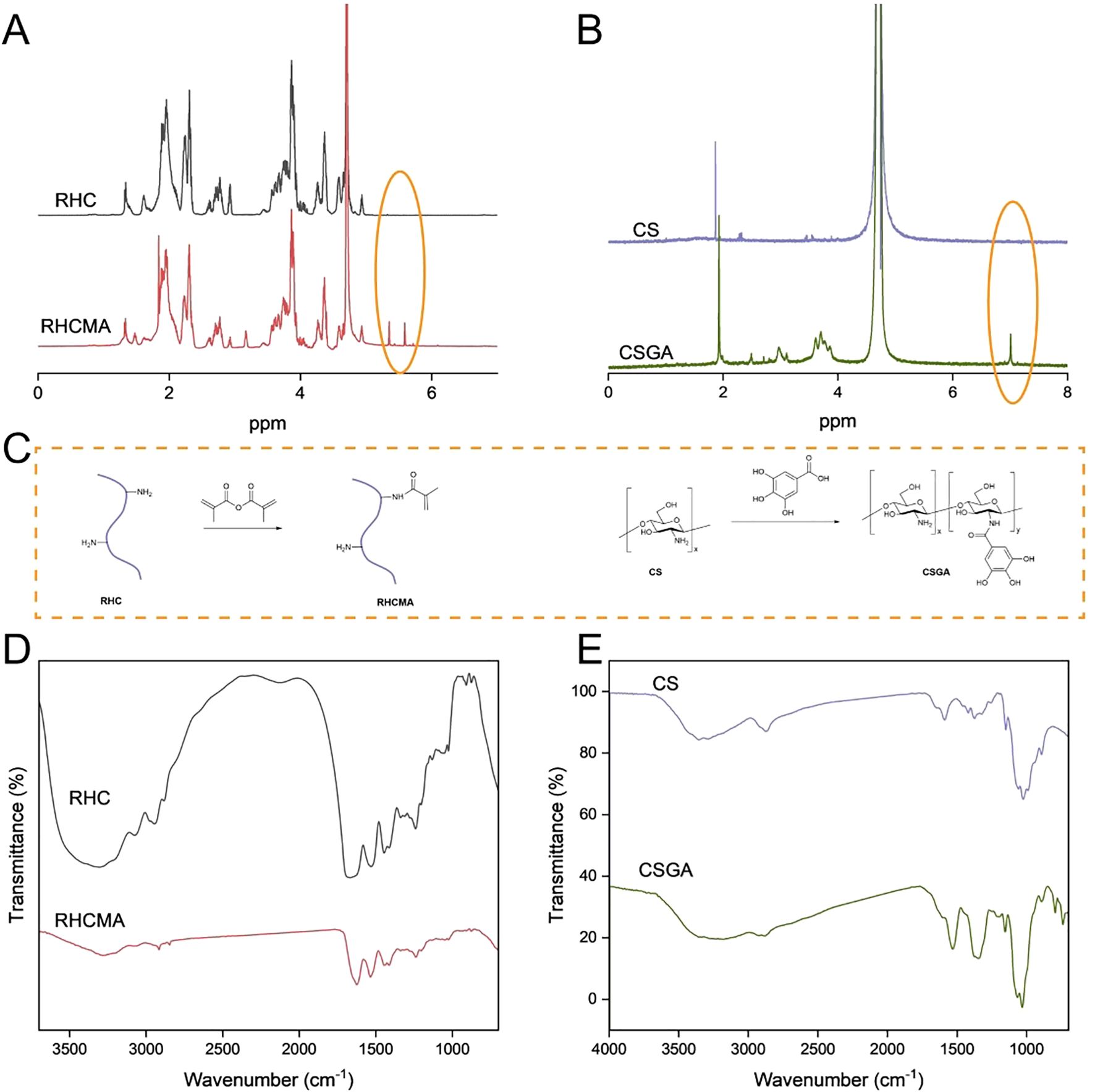 A collection of scientific charts and diagrams. A) Two NMR spectra comparing RHC and RHCMA compounds, highlighting shifts in peaks. B) NMR spectra for CS and CSGA compounds, with noticeable peak differences. C) Chemical structures illustrating the conversion of RHC to RHCMA and CS to CSGA. D) FTIR spectra showing transmittance for RHC and RHCMA, marked by absorption bands. E) FTIR spectra depicting transmittance differences between CS and CSGA.