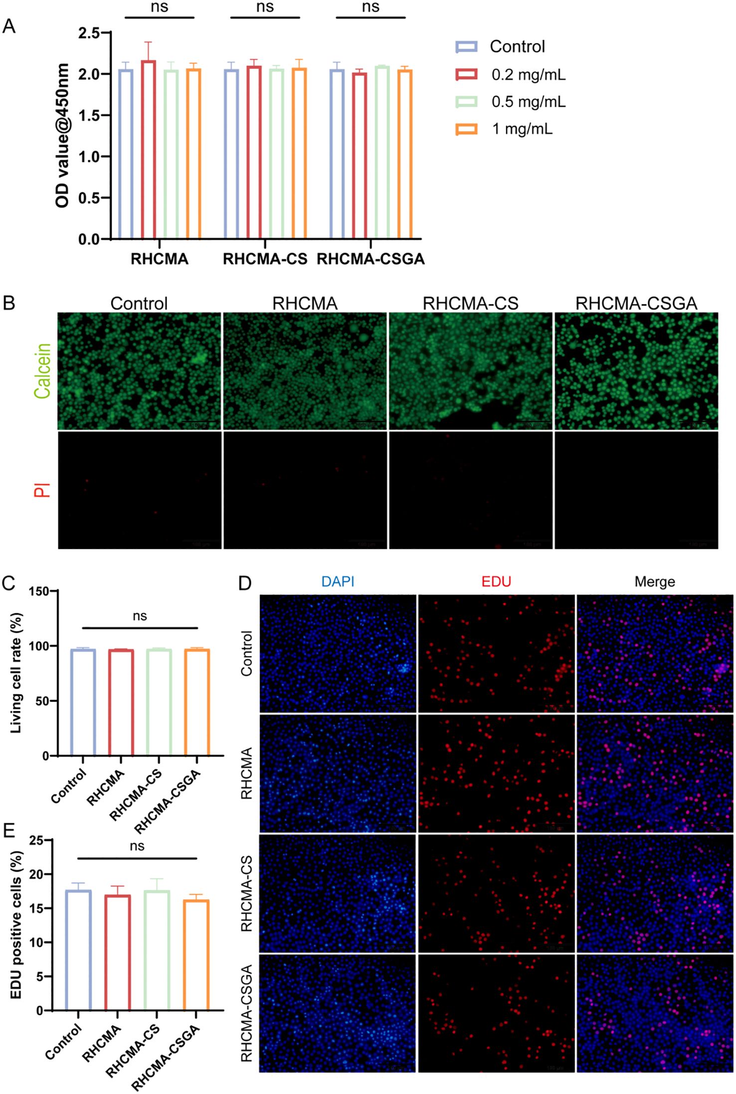 Chart A displays the OD values at 450 nm for various concentrations of RHCMA, RHCMA-CS, and RHCMA-CSGA, showing no significant differences. Images B show calcein and PI-stained cells under different treatments, indicating cell viability. Chart C presents the living cell rate percentages, showing no significant differences. Images D exhibit DAPI and EDU-stained cells across treatments, with merged images illustrating EDU-positive cells. Chart E displays EDU positive cell percentages, indicating no significant differences across the treatments.