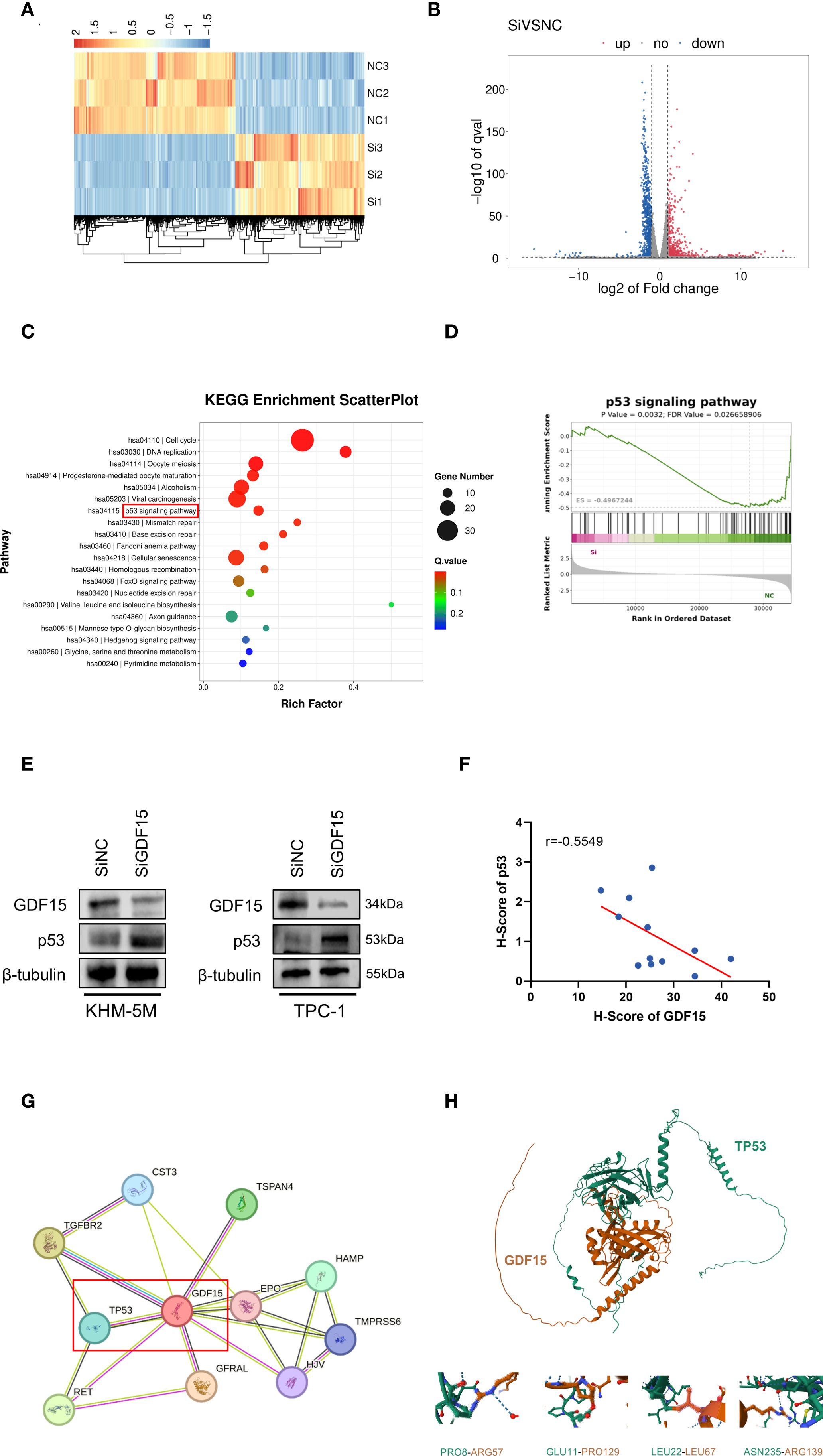 Panel of scientific data visualizations. (A) Heatmap showing gene expression levels with hierarchical clustering. (B) Volcano plot illustrating gene expression fold changes and significance. (C) KEGG enrichment scatter plot highlighting pathways with gene count and significance. (D) Enrichment plot for the p53 signaling pathway showing enrichment scores. (E) Western blot images displaying protein levels of GDF15, p53, and β-tubulin in KHM-5M and TPC-1 cells. (F) Scatter plot demonstrating the negative correlation between H-Score of p53 and GDF15. (G) Network diagram of protein interactions involving GDF15 and TP53. (H) Molecular structure representation of GDF15 and TP53 interaction.