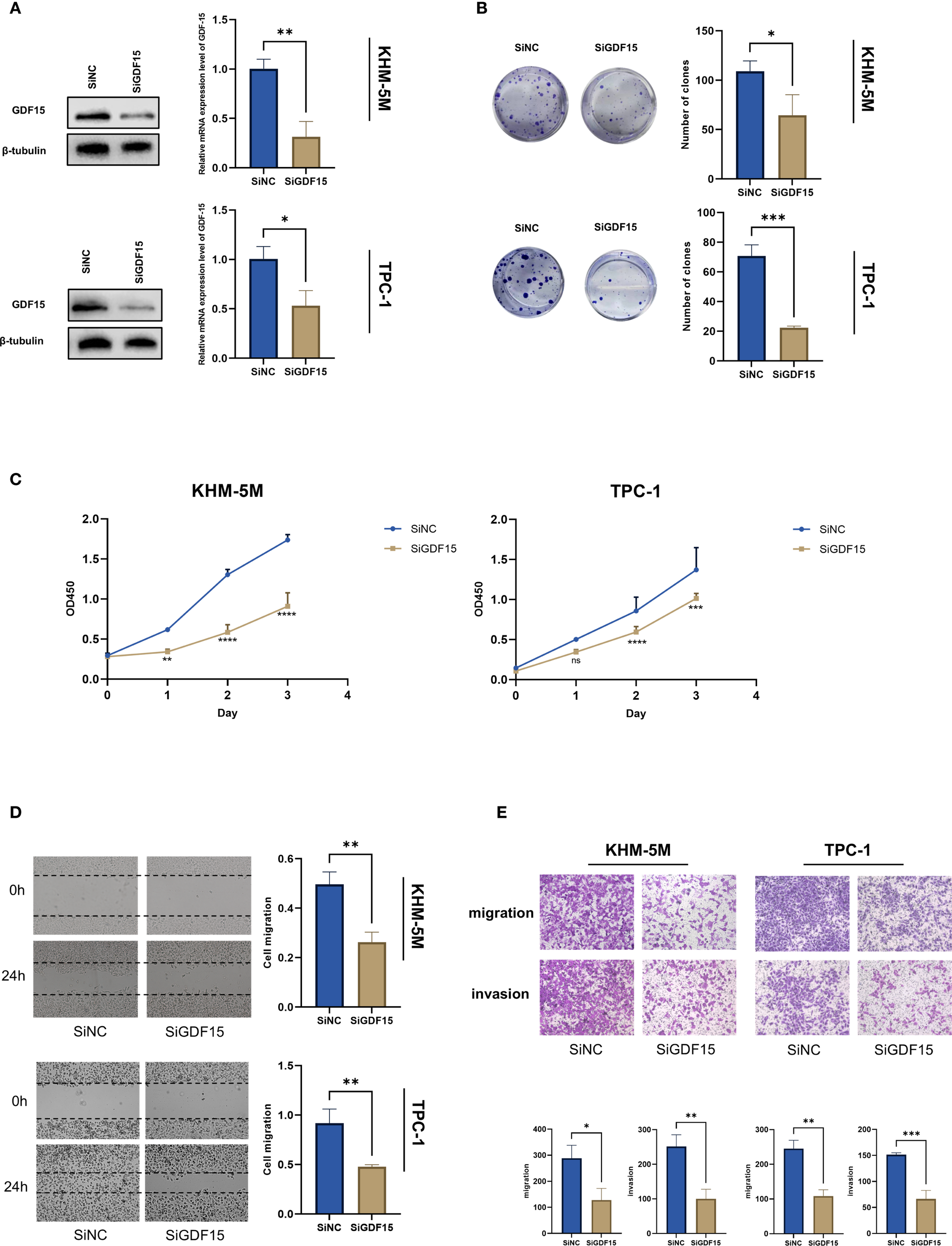 Panel A shows Western blot and bar graphs comparing GDF15 expression levels in KHM-5M and TPC-1 cells with SiNC and SiGDF15 treatments. Panel B presents colony formations with bar graphs depicting a reduction in clone numbers in SiGDF15 treatments. Panel C illustrates line graphs of cell proliferation over several days, highlighting reduced proliferation with SiGDF15. Panel D displays migration assays with images and bar graphs showing decreased migration in SiGDF15 conditions. Panel E includes migration and invasion images, with bar graphs showing significant reduction in migration and invasion in SiGDF15-treated cells. Statistical significance is marked with asterisks.