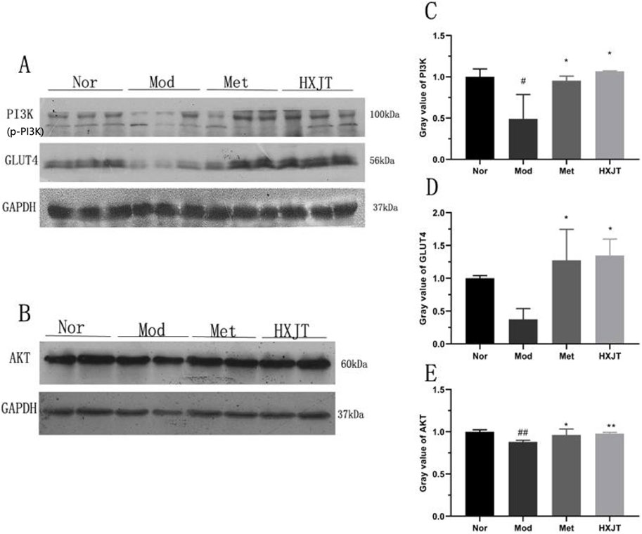 Western blot analysis and bar graphs showing protein expression levels. Panels A and B display bands for PI3K, GLUT4, AKT, and GAPDH across four conditions: Nor, Mod, Met, and HXJT. Panel C, D, and E bar graphs represent the gray value quantifications for PI3K, GLUT4, and AKT, respectively, showing variations across the same four conditions. Significant differences are indicated by symbols.