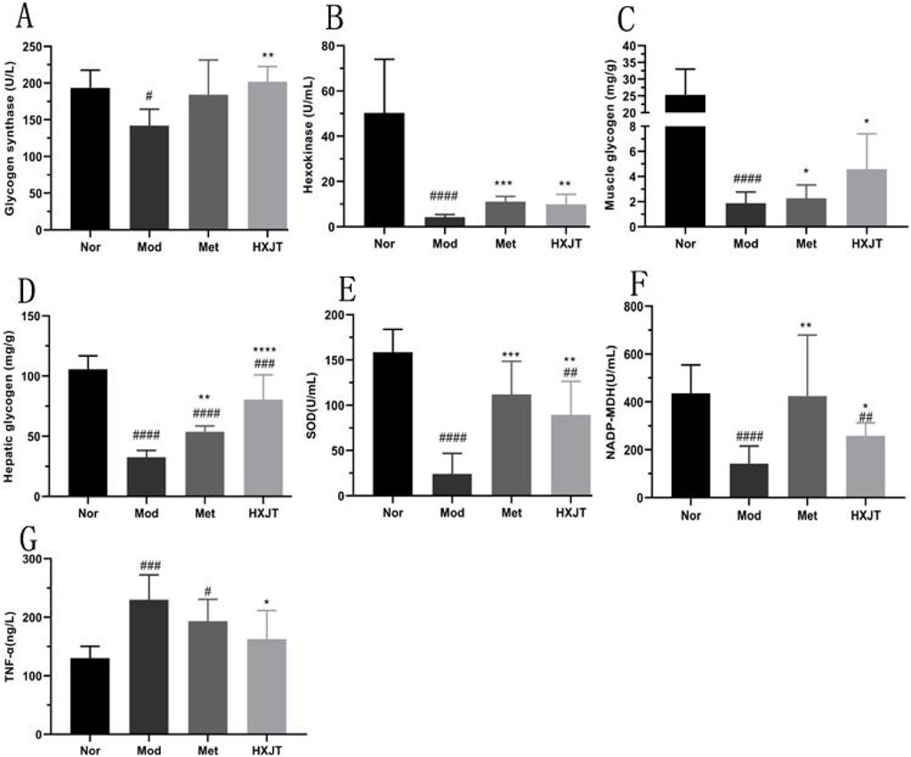 Bar graphs labeled A to G compare Nor, Mod, Met, and HXJT groups on different biochemical parameters: Glycogen synthase, hexokinase, muscle glycogen, hepatic glycogen, SOD, NADP-MDH, and TNF-α levels. Statistical significance is indicated by symbols.