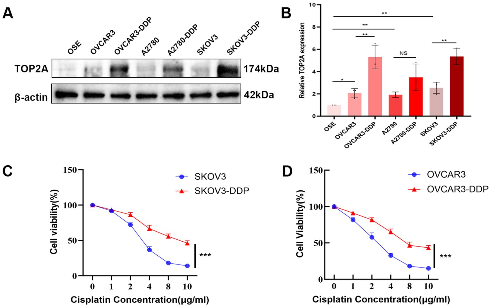 Panel A displays a Western blot illustrating TOP2A and β-actin expression across various cell lines. Panel B shows a bar graph of relative TOP2A expression with statistical significance indicated. Panel C depicts a line graph of SKOV3 and SKOV3-DDP cell viability against cisplatin concentration, showing decreased viability at higher concentrations, especially in SKOV3. Panel D presents a similar graph for OVCAR3 and OVCAR3-DDP cells, with OVCAR3-DDP demonstrating greater viability. Statistical significance is noted with asterisks.