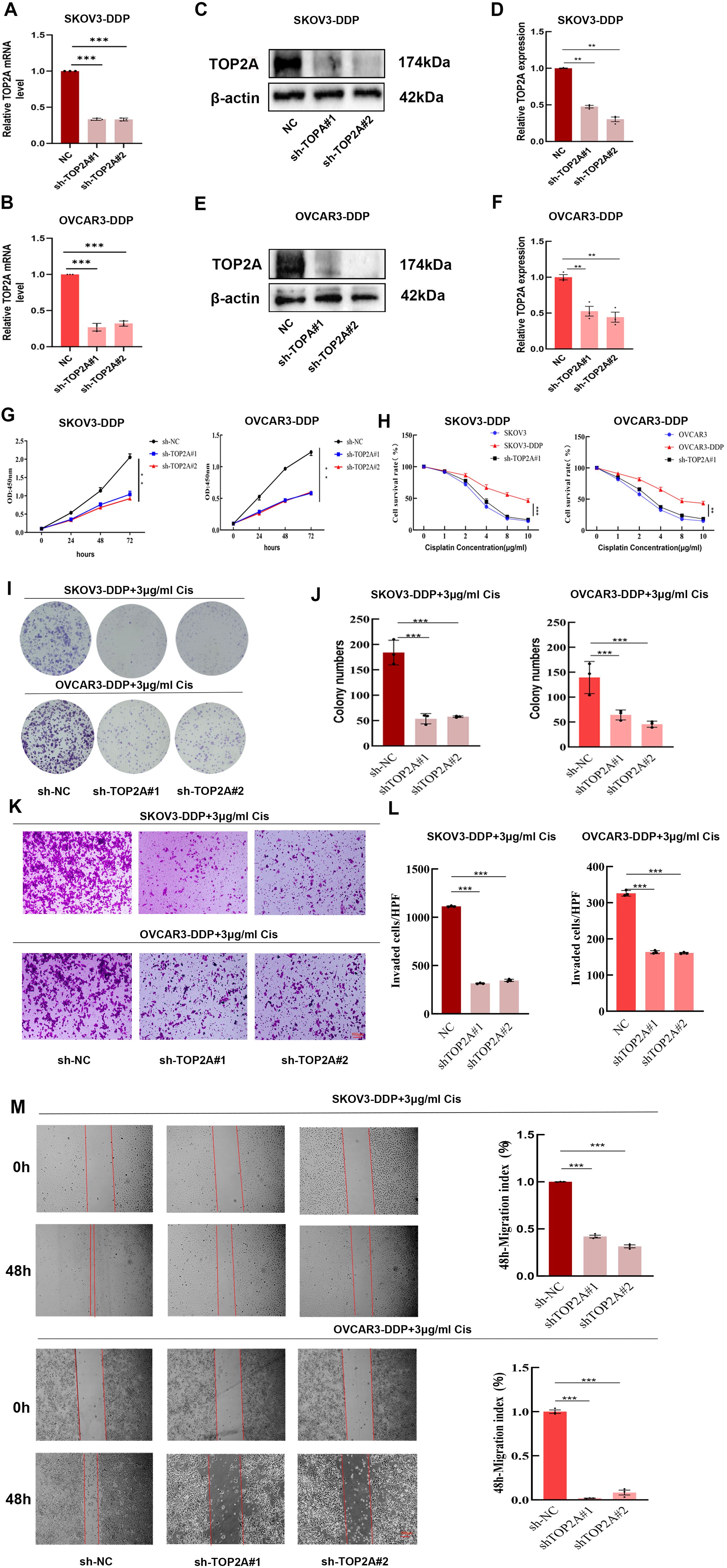 The image contains multiple panels showing experimental data. Panels A and B depict bar charts of TOP2A mRNA levels in SKOV3-DDP and OVCAR3-DDP cell lines with various shRNA modifications. Panels C and E present Western blot images demonstrating TOP2A and β-actin protein levels. Panels D and F show bar charts of relative TOP2A expression. Panels G and H illustrate growth curves and cisplatin sensitivity. Panel I contains images of cell colonies, with panel J showing related quantification. Panels K and L depict images and quantification of invaded cells. Panel M shows wound healing assays with a bar chart quantifying the migration index.