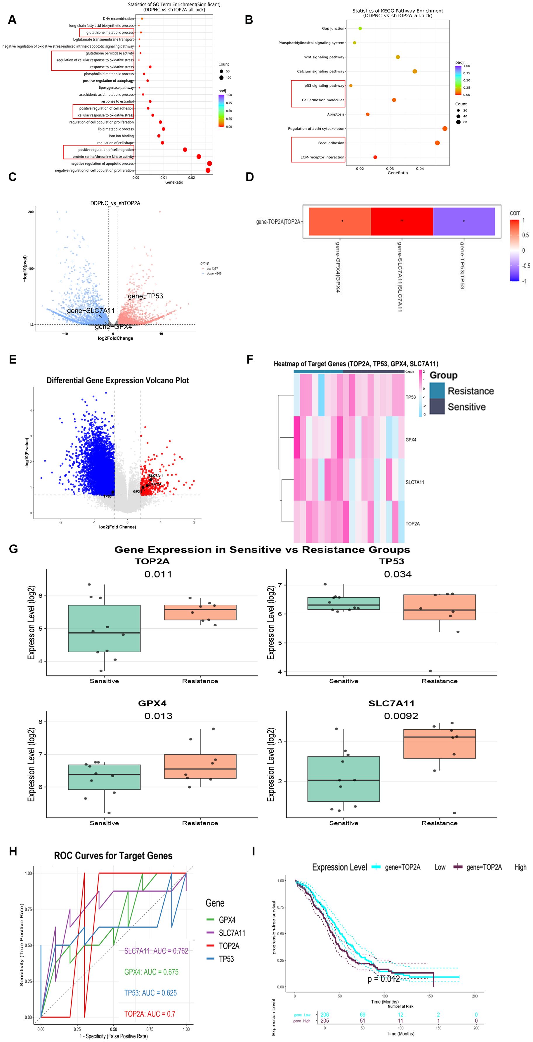 A series of scientific data visualizations related to gene expression and pathway analysis. Panel A is a bubble chart showing GO Term enrichment statistics with varying sizes and colors of circles. Panel B presents a scatter plot of KEGG pathway enrichment, with points indicating pathway significance. Panel C is a scatter plot showing differential expression, highlighting specific genes like TP53 and GPX4. Panel D is a correlation heatmap for selected genes. Panel E is a volcano plot illustrating differential gene expression, highlighting significant genes. Panel F is a heatmap of gene expression levels in sensitive versus resistant groups for genes TOP2A, TP53, GPX4, and SLC7A11. Panel G consists of box plots comparing gene expression levels between sensitive and resistant groups. Panel H is an ROC curve graph for target genes, showing AUC values. Panel I is a survival analysis plot comparing high versus low expression of gene TOP2A with a Kaplan-Meier estimator.