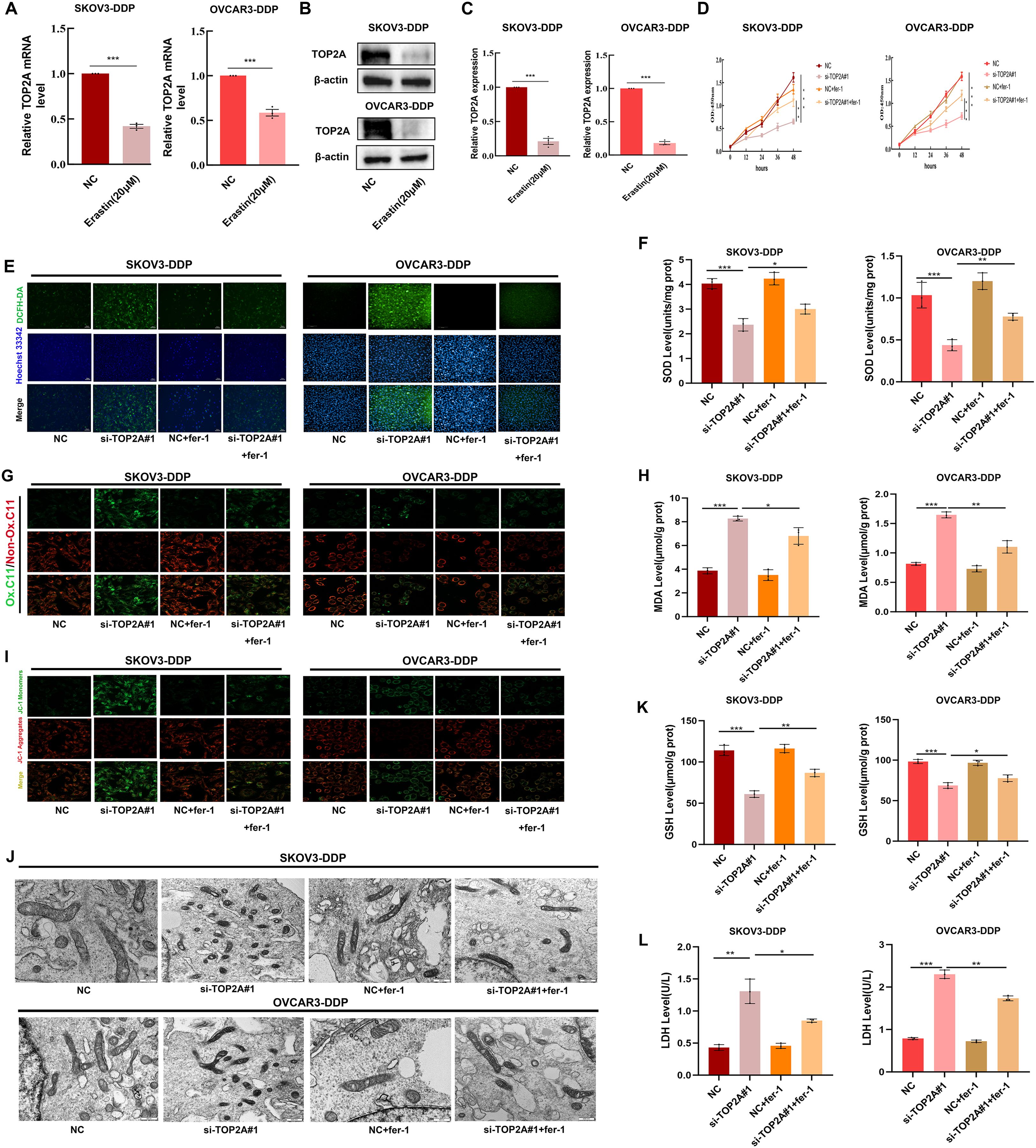 Various panels display scientific data on TOP2A mRNA levels, protein expression, cell viability, and biochemical assays in SKOV3-DDP and OVCAR3-DDP cell lines. Graphs show TOP2A expression changes following treatment with cisplatin. Fluorescence microscopy images illustrate protein localizations, and electron microscopy images reveal cellular ultrastructural details. Bar charts summarize levels of SOD, MDA, GSH, and LDH, demonstrating biochemical responses to treatments. Statistical significance is indicated by asterisks.