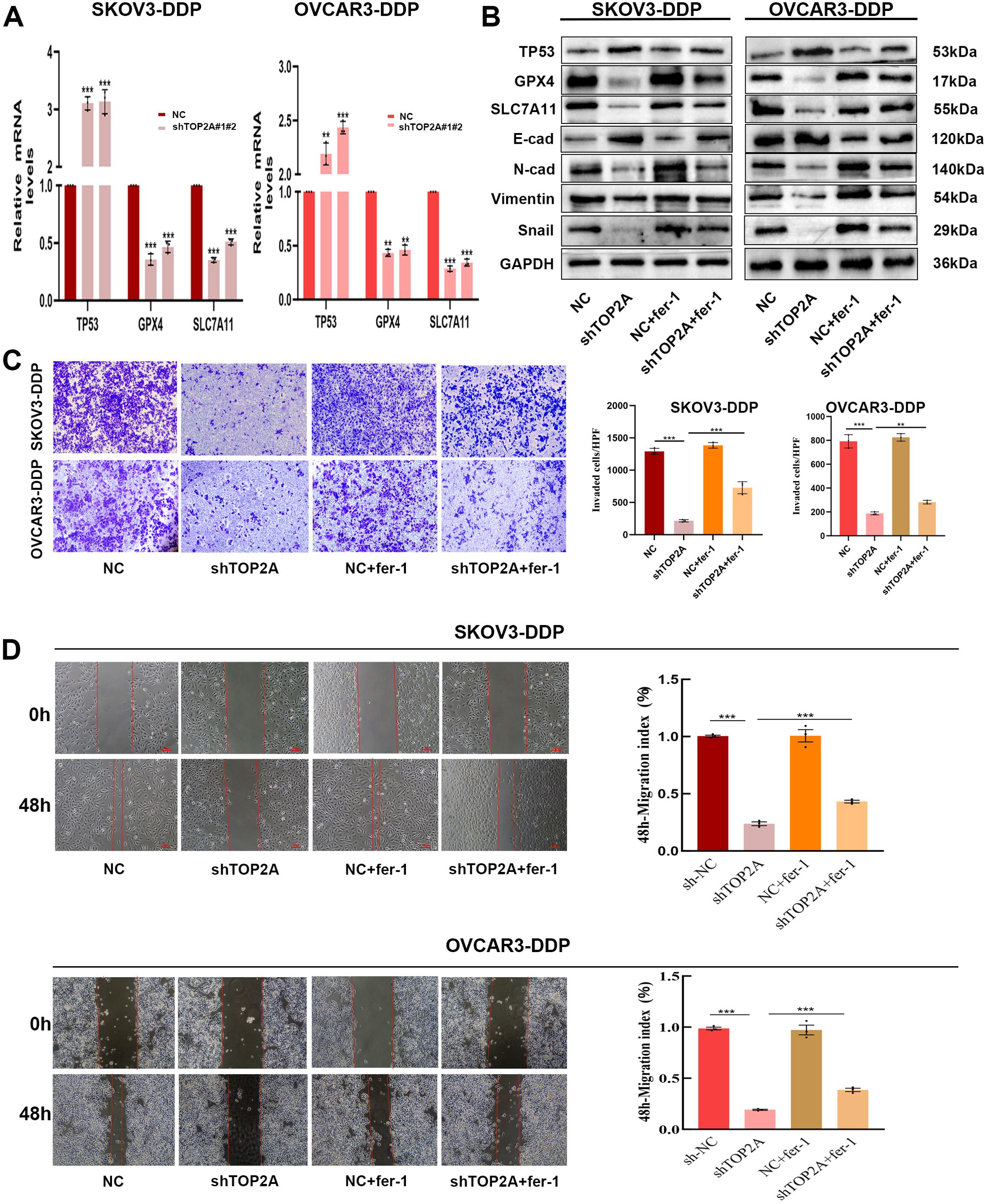 Panel A shows bar graphs of relative mRNA levels for TP53, GPX4, and SLC7A11 in SKOV3-DDP and OVCAR3-DDP cells, comparing NC to shTOP2A. Panel B displays western blot images of various proteins, including TP53, GPX4, and GAPDH. Panel C includes stained cell images highlighting invasion assays, with corresponding bar charts showing the number of invaded cells per HPF. Panel D presents images of wound healing assays at 0 and 48 hours for SKOV3-DDP and OVCAR3-DDP cells, alongside bar charts depicting the 48-hour migration index percentage.